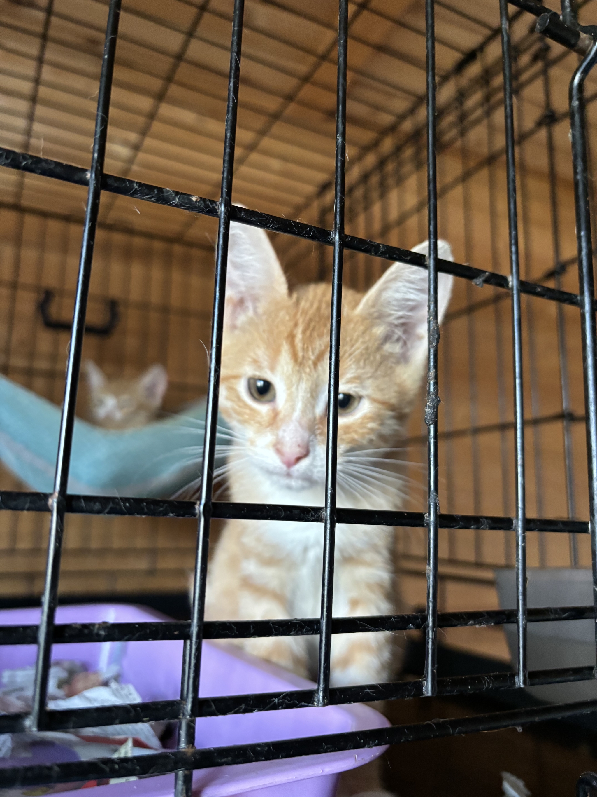 The redheads look sadly from their cage because no one wants to take them into the family - Moscow region, Moscow, Kittens, cat, Help, Kindness, In good hands, Cat family, Cat lovers, Homeless animals, Pets, Longpost