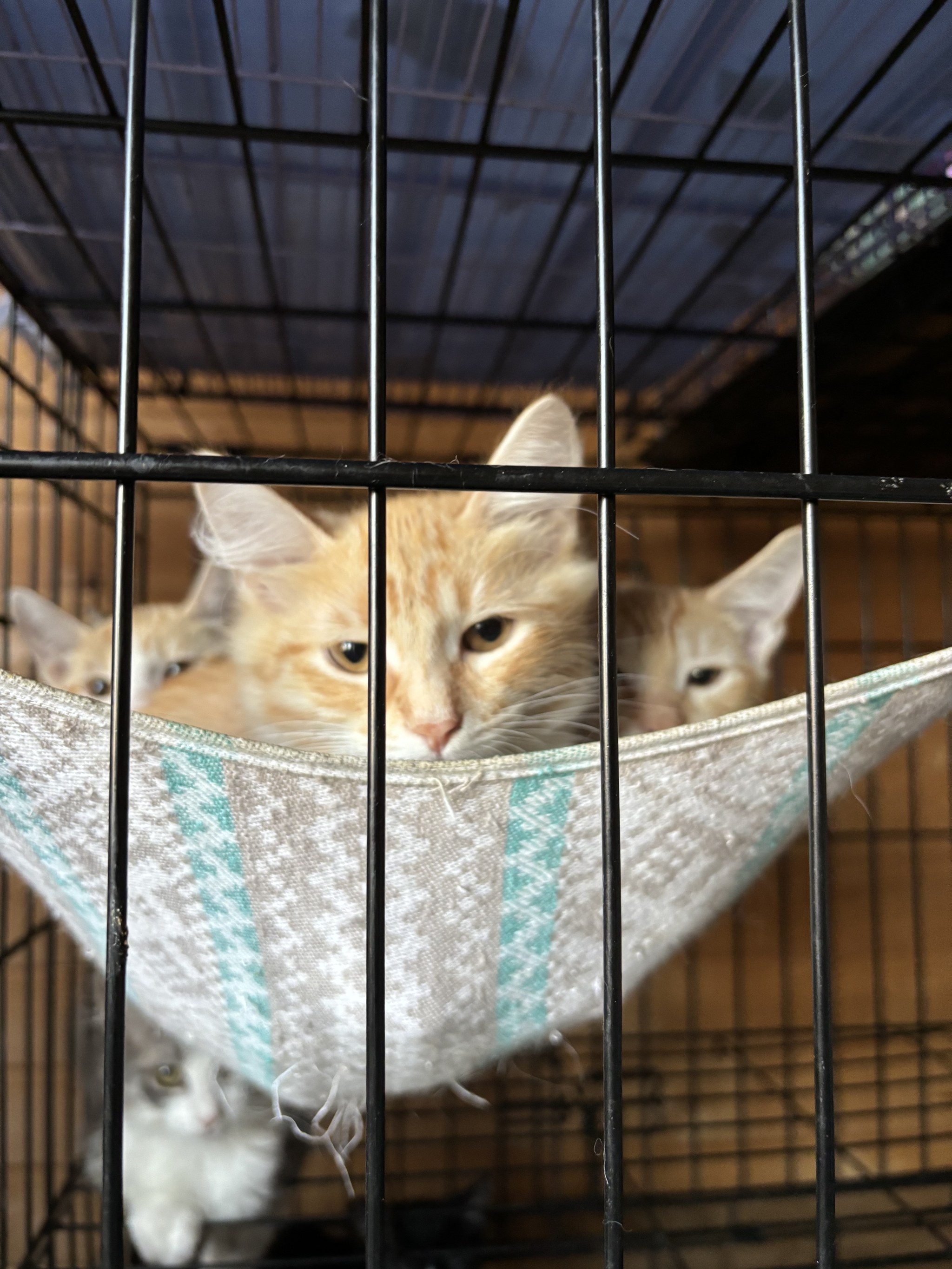 The redheads look sadly from their cage because no one wants to take them into the family - Moscow region, Moscow, Kittens, cat, Help, Kindness, In good hands, Cat family, Cat lovers, Homeless animals, Pets, Longpost