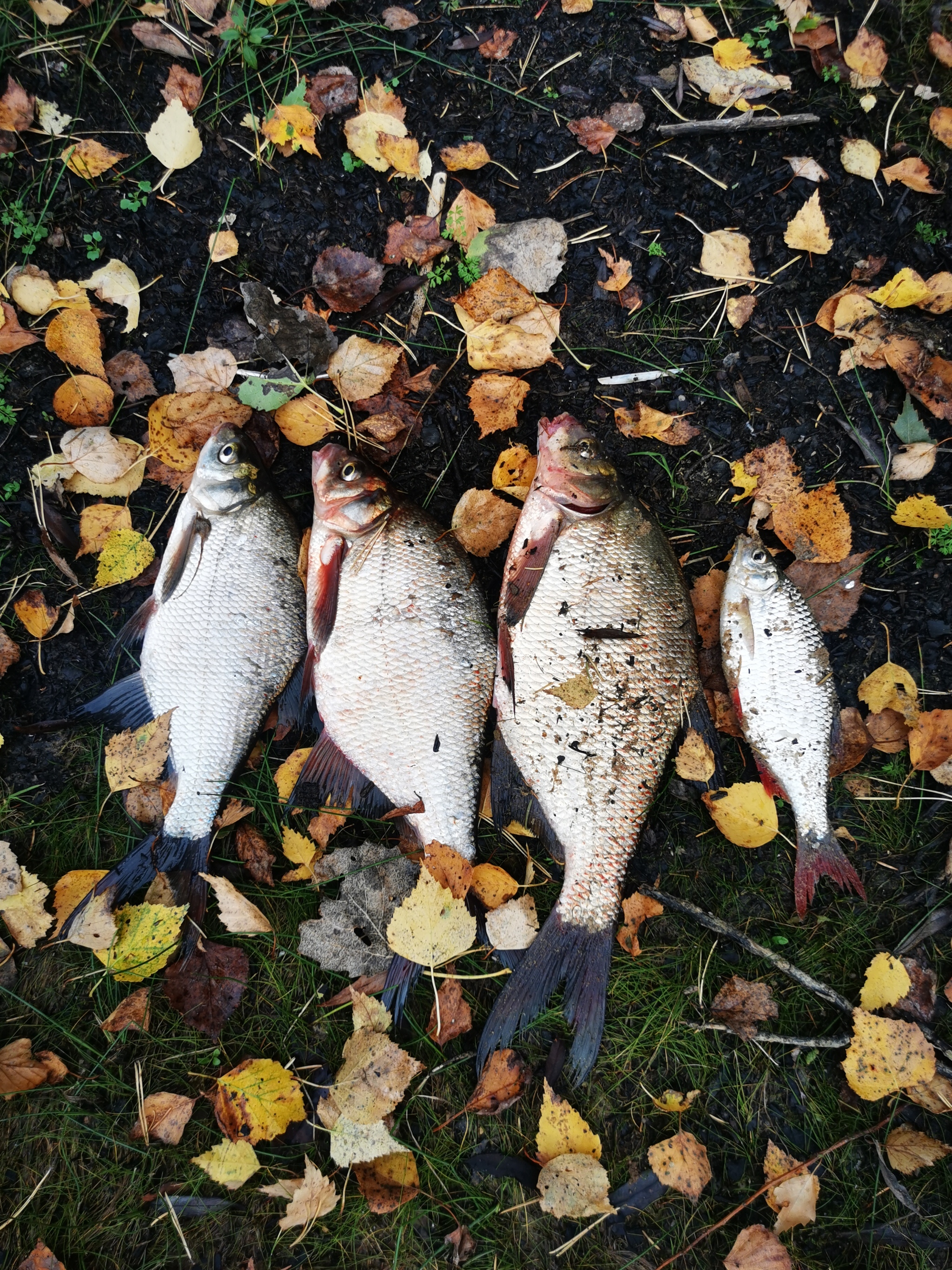 Autumn bream fishing on the Mozhaisk reservoir - My, Fishing, Bream, Feeder