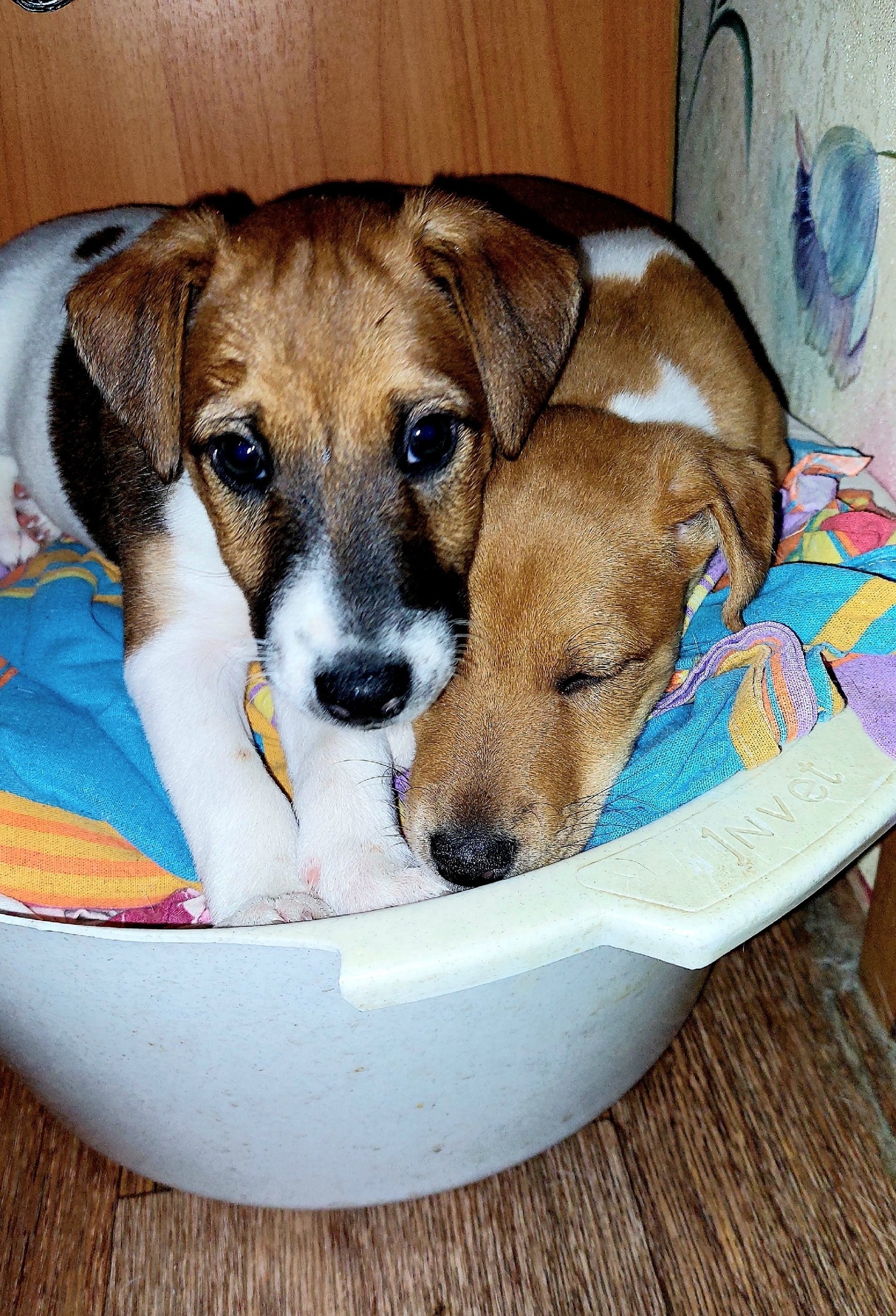 Babies in a basin) - My, Fox terrier, Dog, Puppies, Love