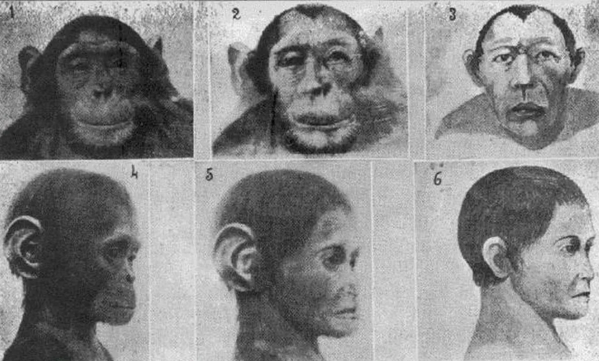 Homosovieticus: How the Apes Didn't Want to Build Communism - My, Evolution, Darwin's theory, Social Darwinism, Nauchpop, Scientists, Biology, Civilization, Longpost