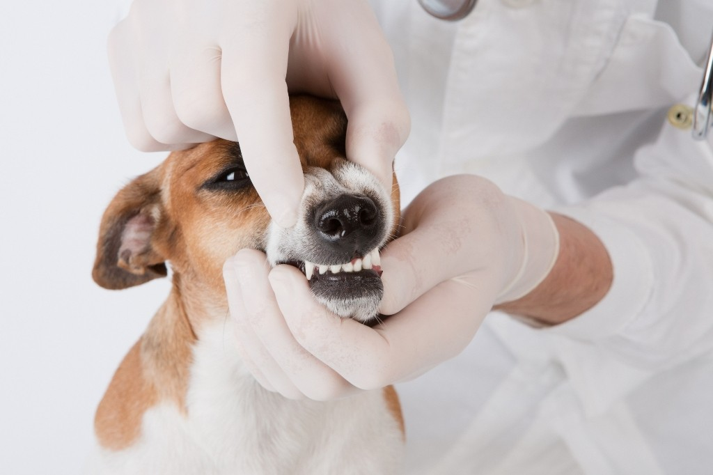 How to care for your pet's teeth and is it necessary? - Health, Treatment, The medicine, Veterinary, Pets