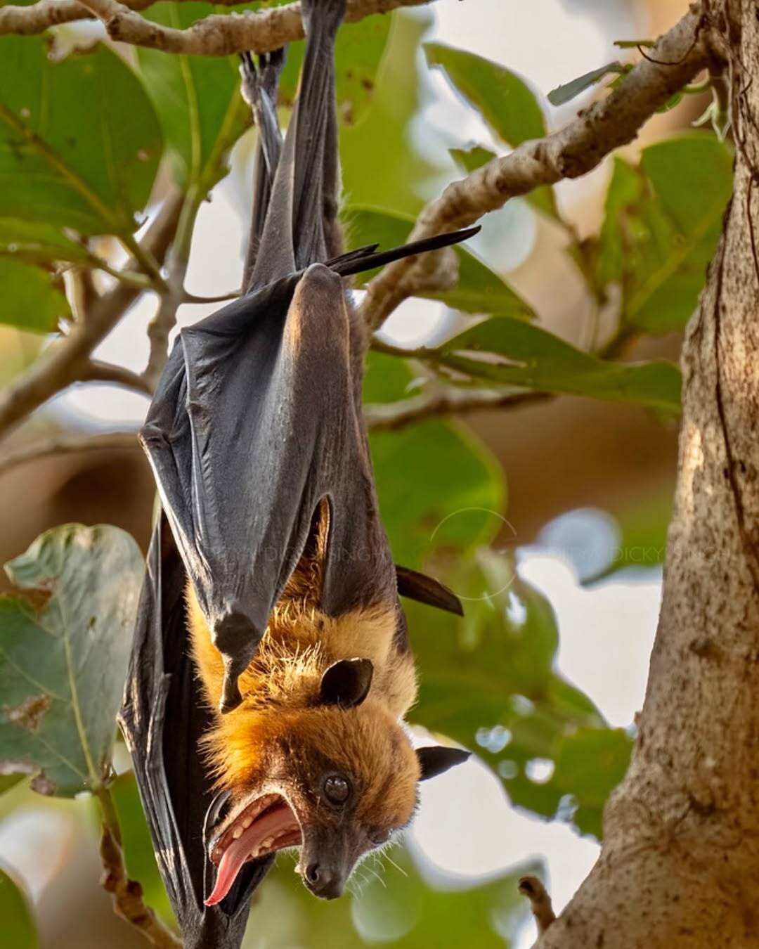 Hanging and screaming - Bats, Bats, Wild animals, wildlife, National park, India, The photo