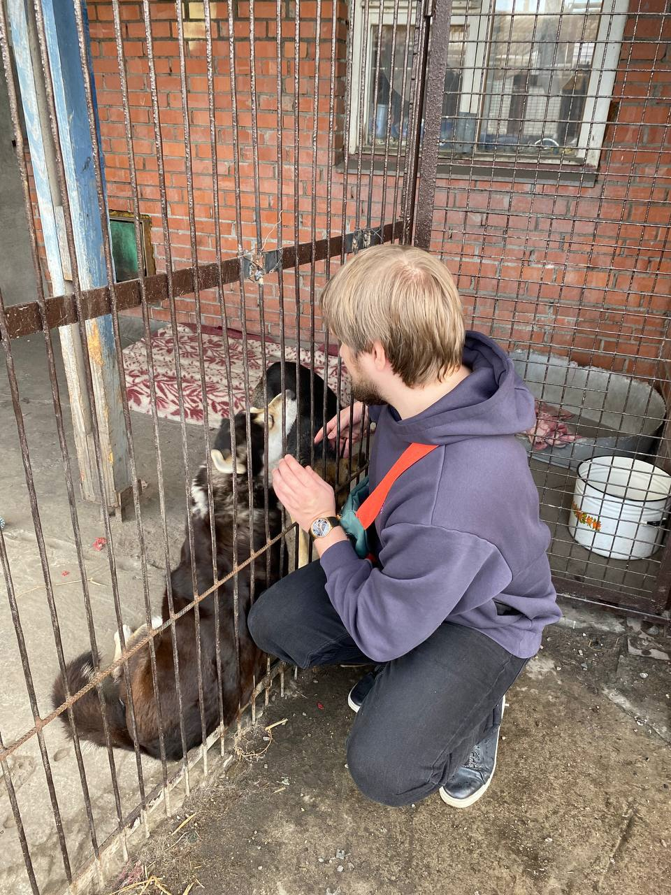 St. Petersburg. Shelter Rzhevka trip #2 - Volunteering, Homeless animals, Overexposure, Shelter, Saint Petersburg, Rzhevka, Charity, The rescue, In good hands, HOLY, Стрим, Video, Vertical video, VKontakte (link), Longpost, Dog, cat