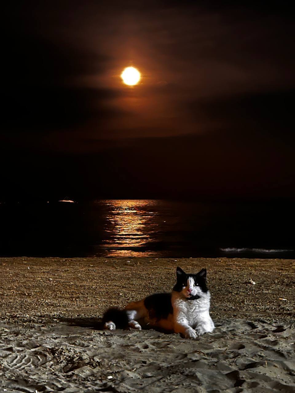 Moon Kitty - My, cat, moon, Moon path, Friday tag is mine, The photo, Mobile photography, Beach, Cyprus