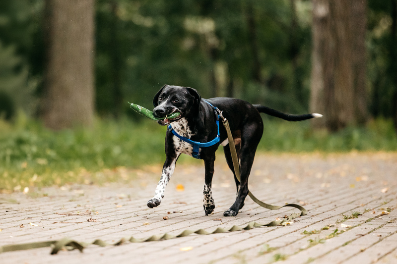 Pointer Casper in good hands - Pointer, Kurzhaar, In good hands, Overexposure, Shelter, Homeless animals, Happiness, Dog, Volunteering, Moscow, Moscow region, Charity, Kindness, Longpost