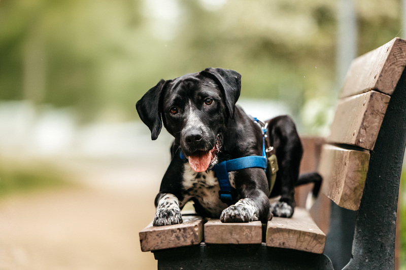 Pointer Casper in good hands - Pointer, Kurzhaar, In good hands, Overexposure, Shelter, Homeless animals, Happiness, Dog, Volunteering, Moscow, Moscow region, Charity, Kindness, Longpost