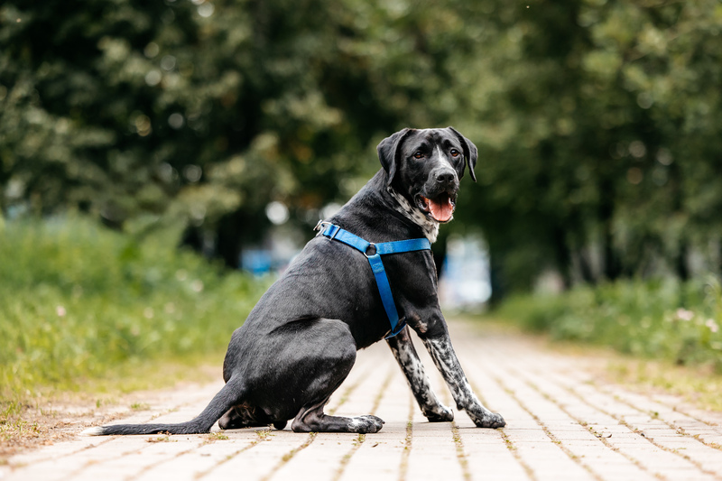 Pointer Casper in good hands - Pointer, Kurzhaar, In good hands, Overexposure, Shelter, Homeless animals, Happiness, Dog, Volunteering, Moscow, Moscow region, Charity, Kindness, Longpost