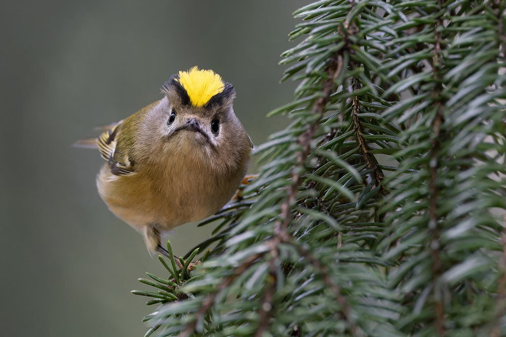 A little bit about little birds - My, The nature of Russia, Birds, Ornithology, Photo hunting, The photo, Bird watching, Ornithology League, In the animal world, Longpost