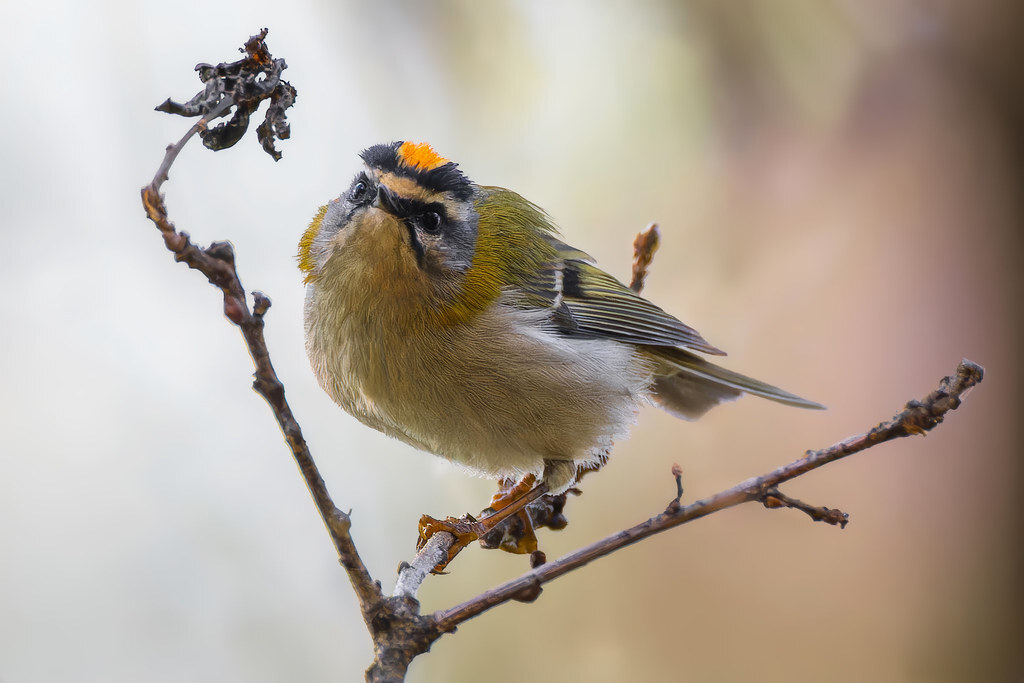 A little bit about little birds - My, The nature of Russia, Birds, Ornithology, Photo hunting, The photo, Bird watching, Ornithology League, In the animal world, Longpost