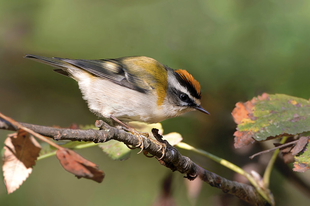 A little bit about little birds - My, The nature of Russia, Birds, Ornithology, Photo hunting, The photo, Bird watching, Ornithology League, In the animal world, Longpost