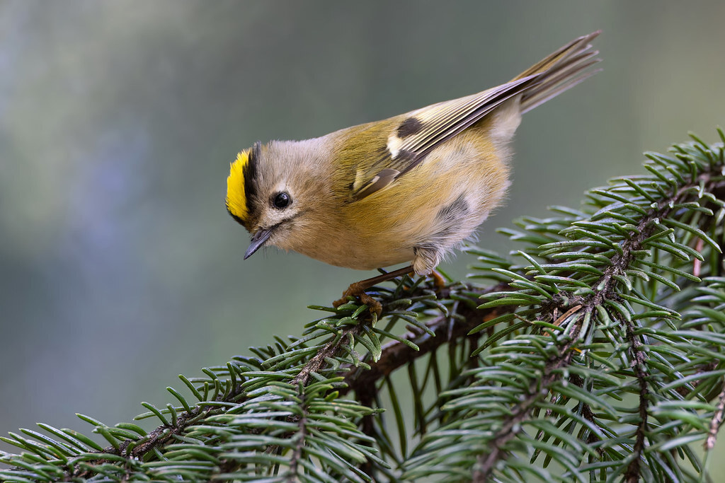 A little bit about little birds - My, The nature of Russia, Birds, Ornithology, Photo hunting, The photo, Bird watching, Ornithology League, In the animal world, Longpost