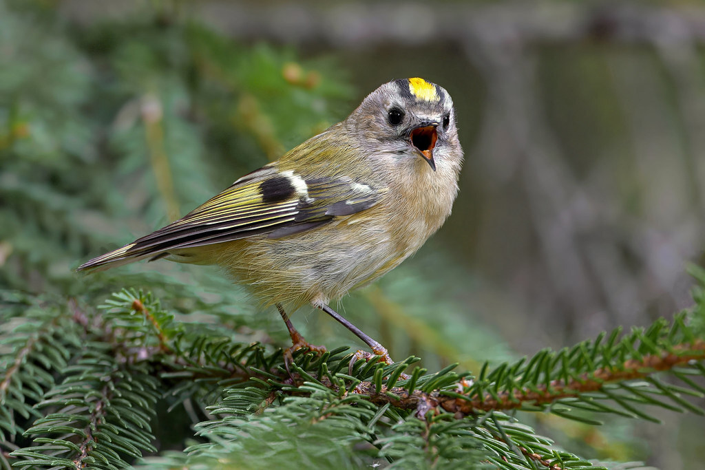 A little bit about little birds - My, The nature of Russia, Birds, Ornithology, Photo hunting, The photo, Bird watching, Ornithology League, In the animal world, Longpost