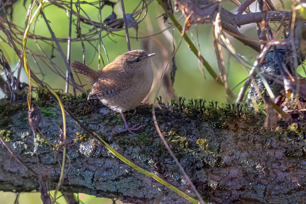 A little bit about little birds - My, The nature of Russia, Birds, Ornithology, Photo hunting, The photo, Bird watching, Ornithology League, In the animal world, Longpost