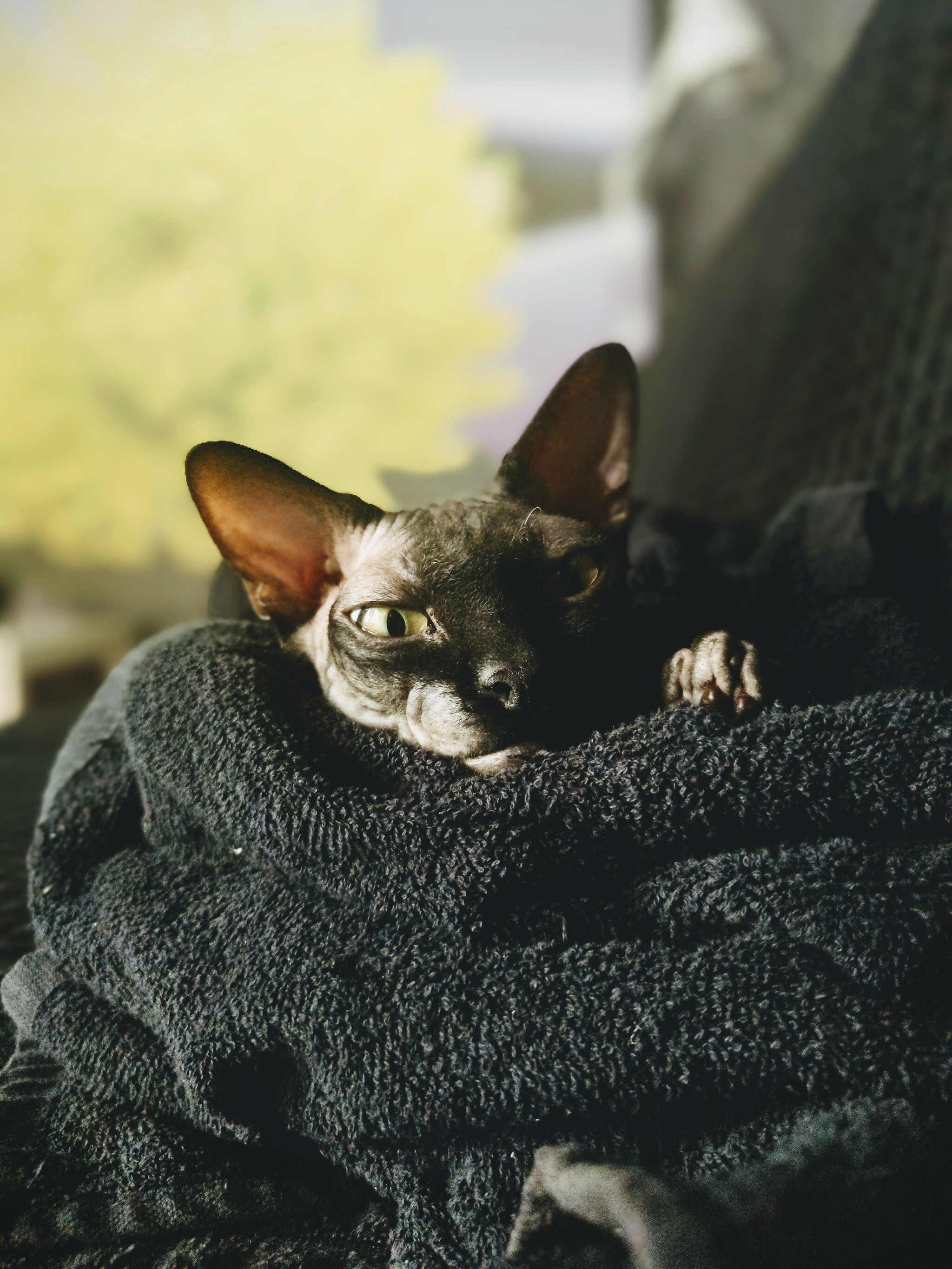 On the chill - My, cat, Sphinx, The photo, Cosiness