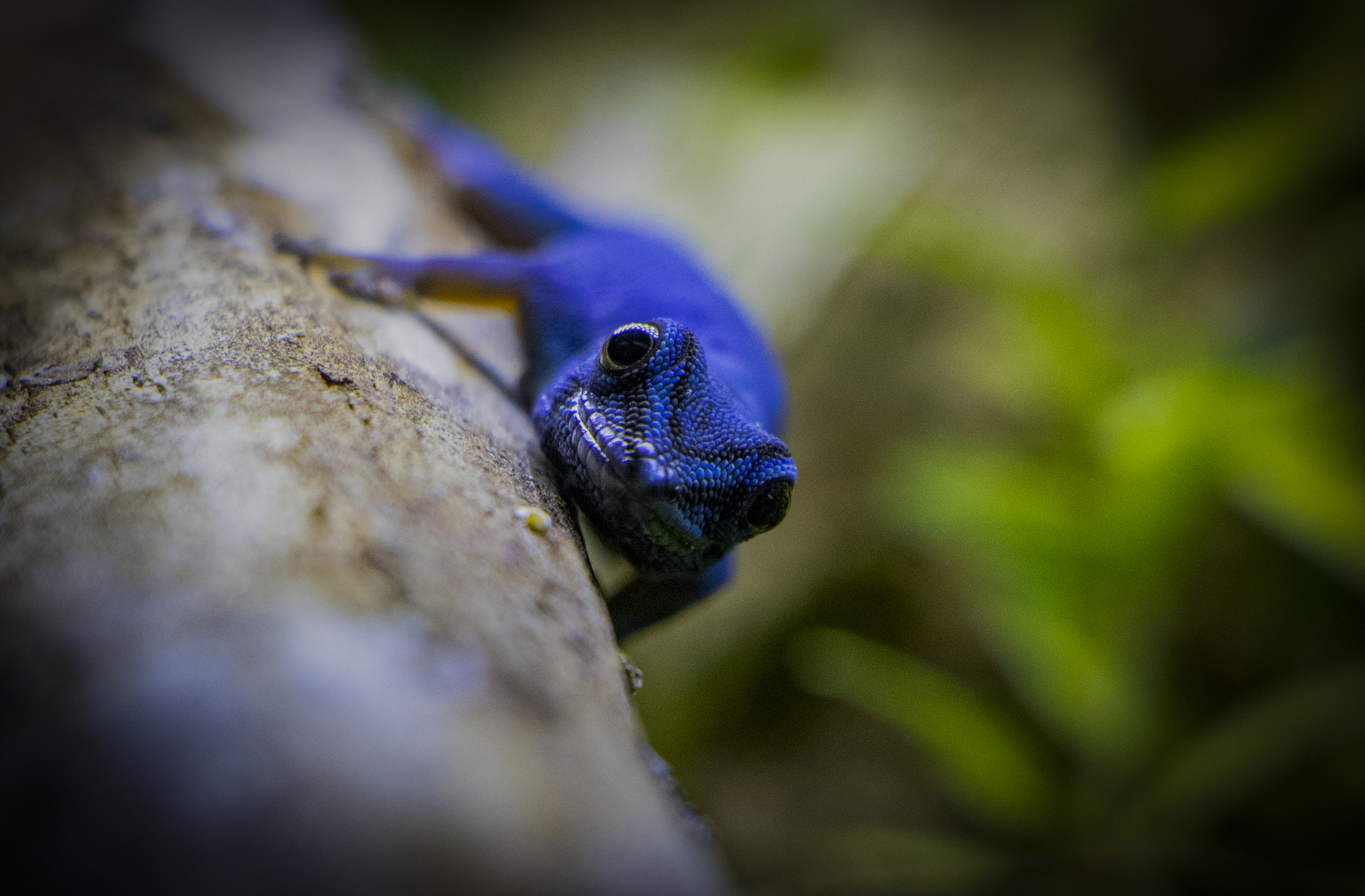 Lygodactylus williamsi | Dwarf geckos - My, Rare view, Planet Earth, Gecko, The photo, Terrariumistics, Longpost