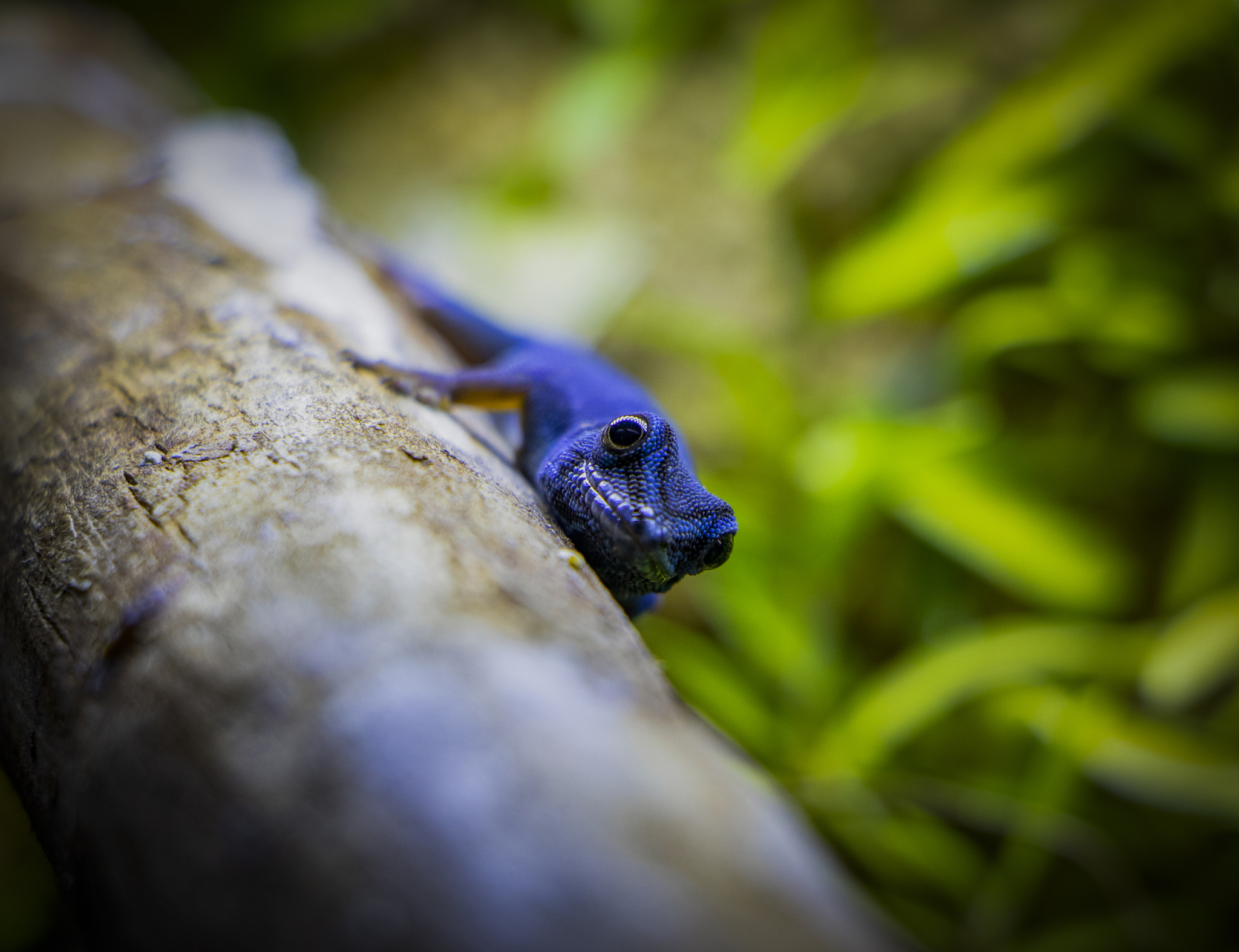 Lygodactylus williamsi | Dwarf geckos - My, Rare view, Planet Earth, Gecko, The photo, Terrariumistics, Longpost