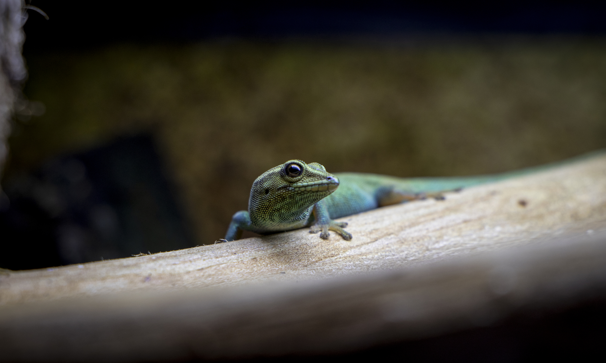 Lygodactylus williamsi | Dwarf geckos - My, Rare view, Planet Earth, Gecko, The photo, Terrariumistics, Longpost