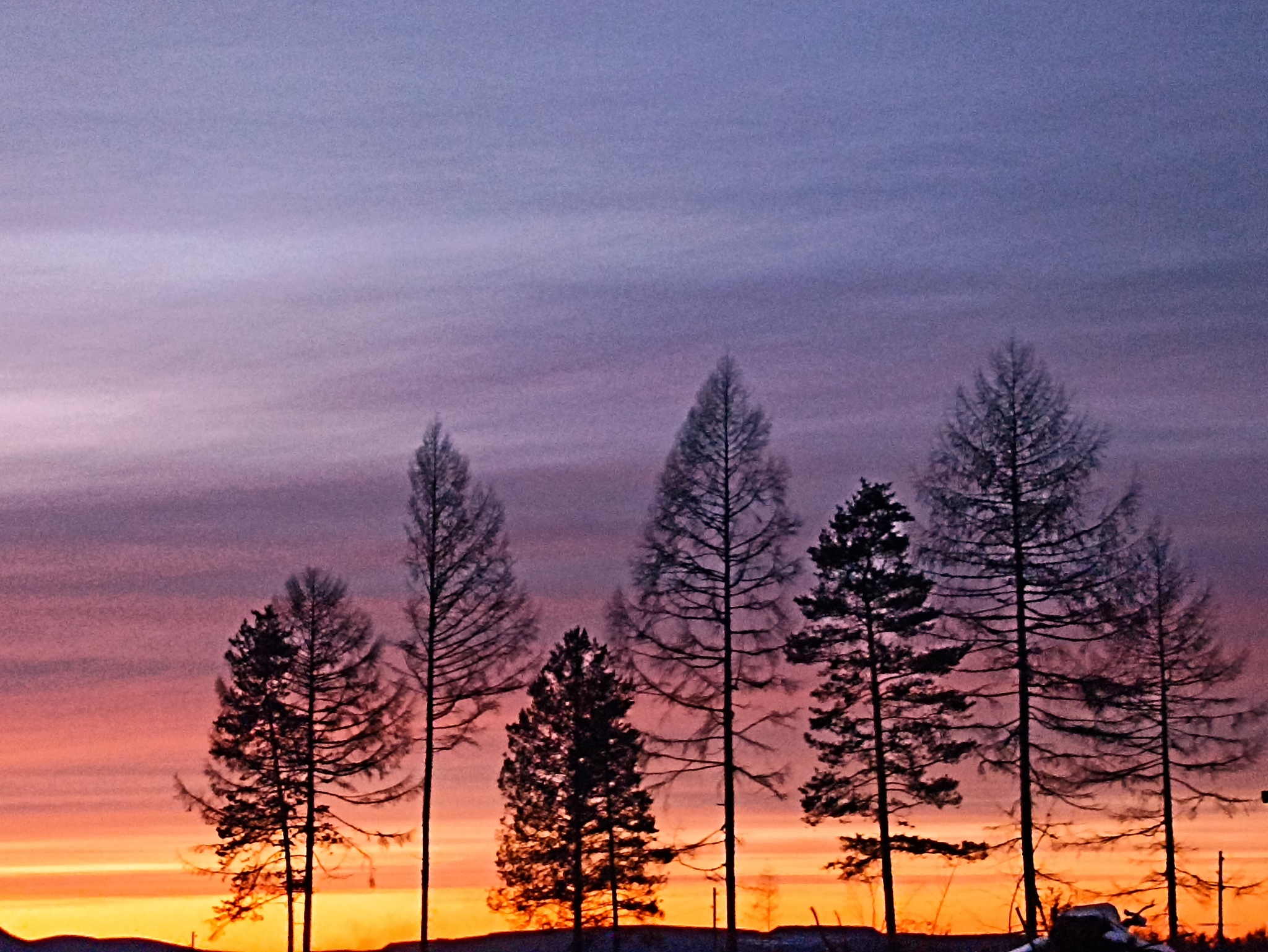 Nature - My, Images, Дальний Восток, Tree, The photo, Nature