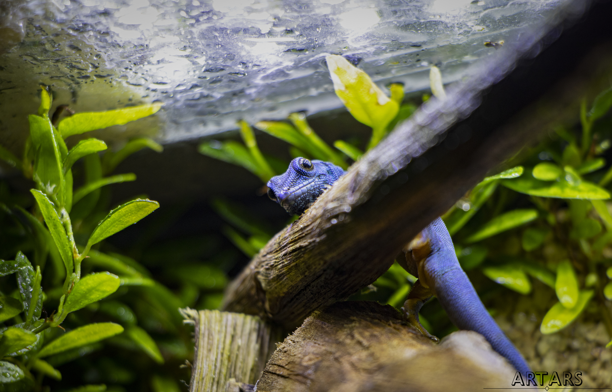 Lygodactylus williamsi | Dwarf geckos - My, Rare view, Planet Earth, Gecko, The photo, Terrariumistics, Longpost