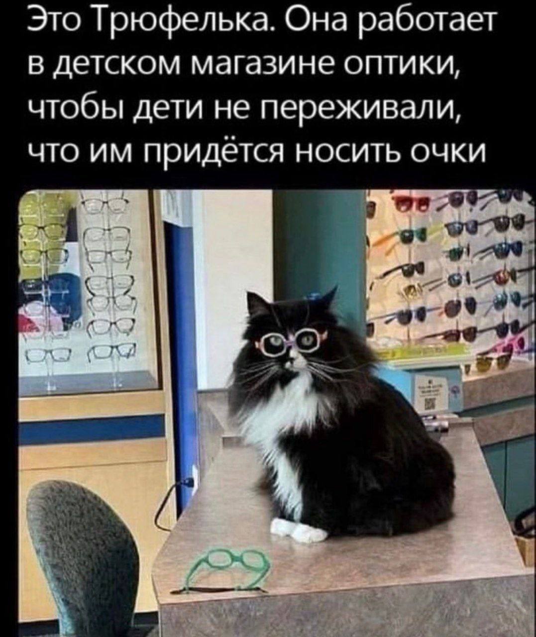 What a cute kitty - Humor, Memes, Picture with text, cat, Children, Optics, Glasses