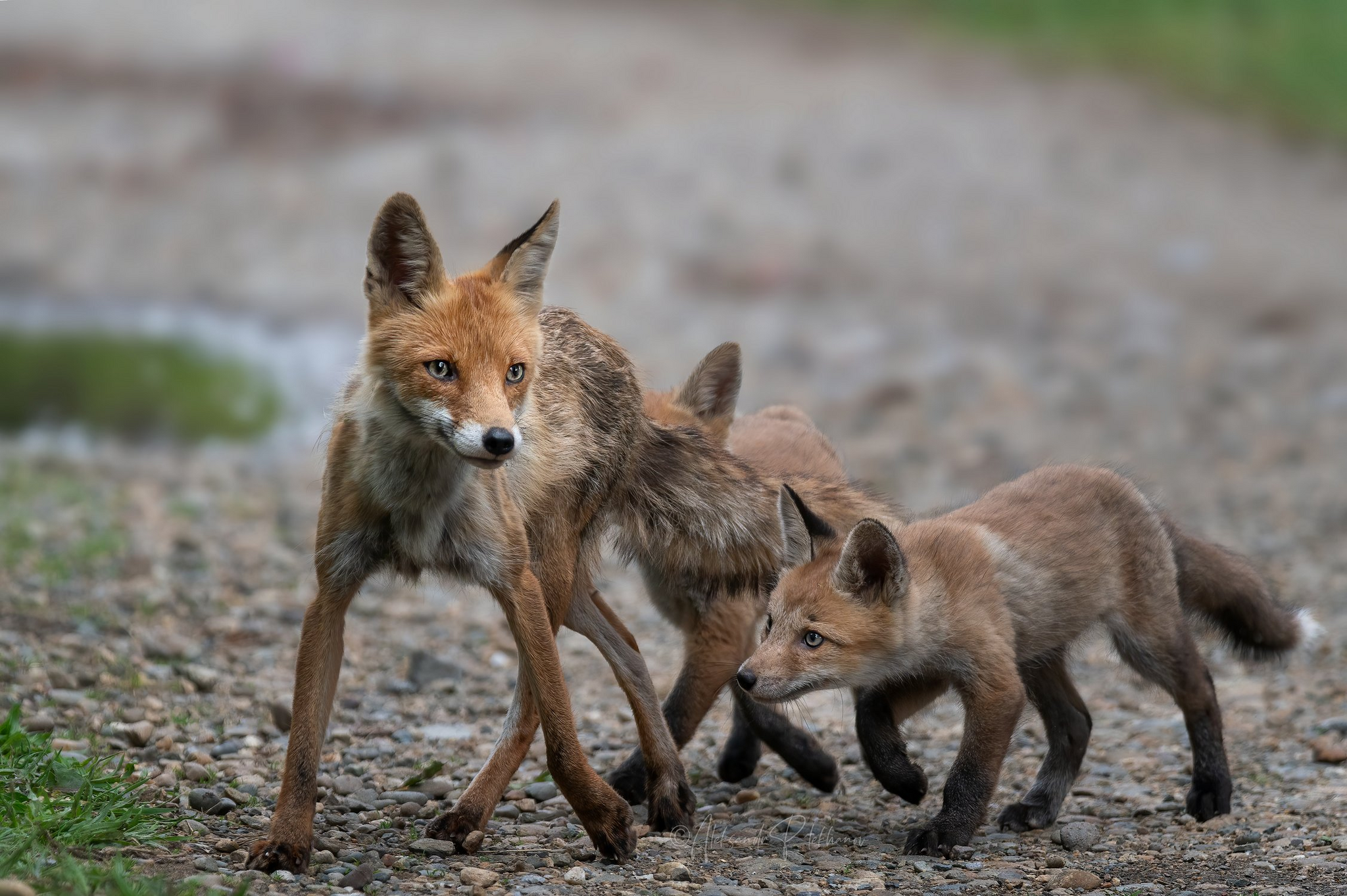 Fox family - Fox, Fox cubs, The photo, Wild animals, Predatory animals, Canines, Milota