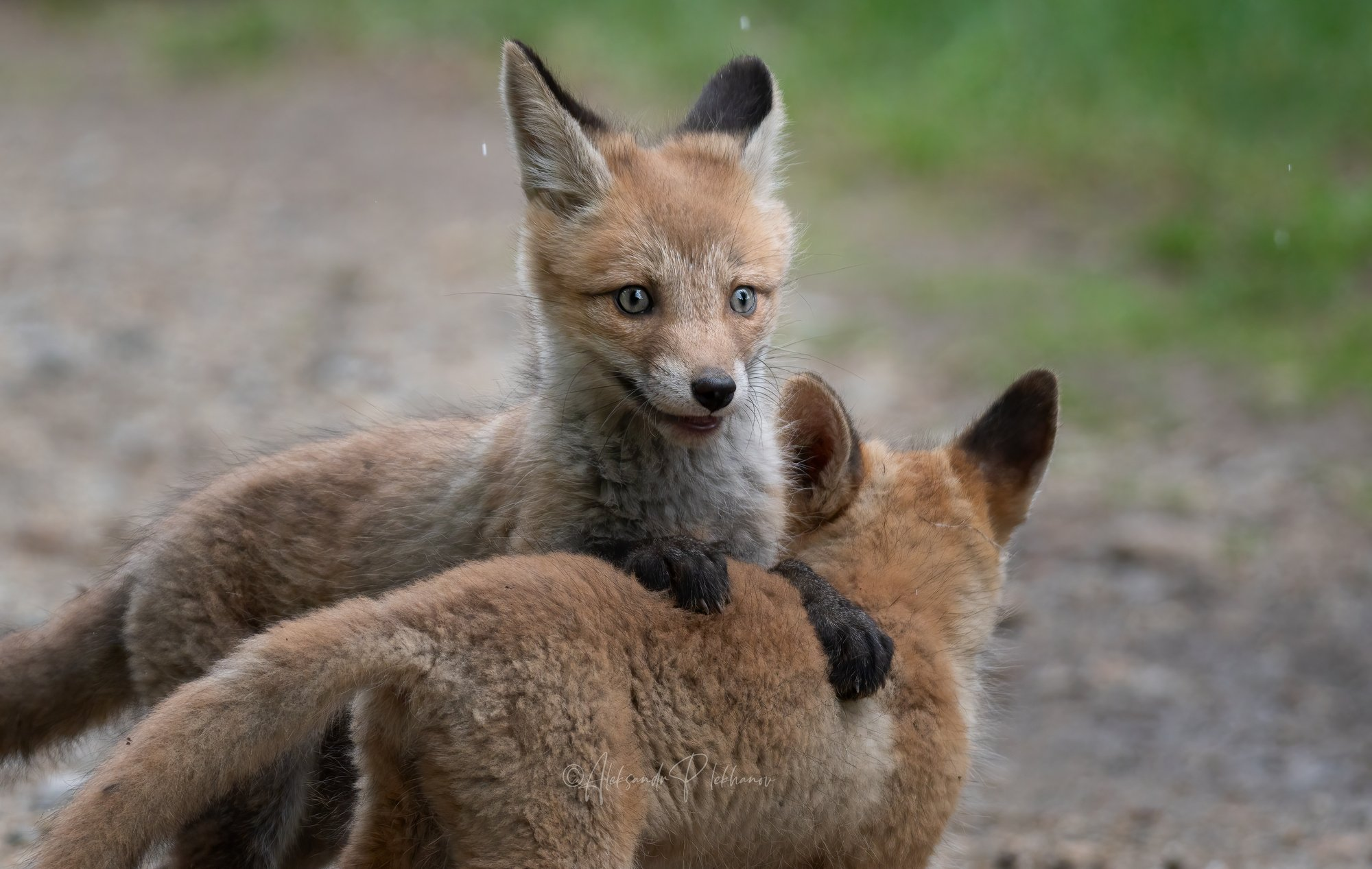 Fox family - Fox, Fox cubs, The photo, Wild animals, Predatory animals, Canines, Milota