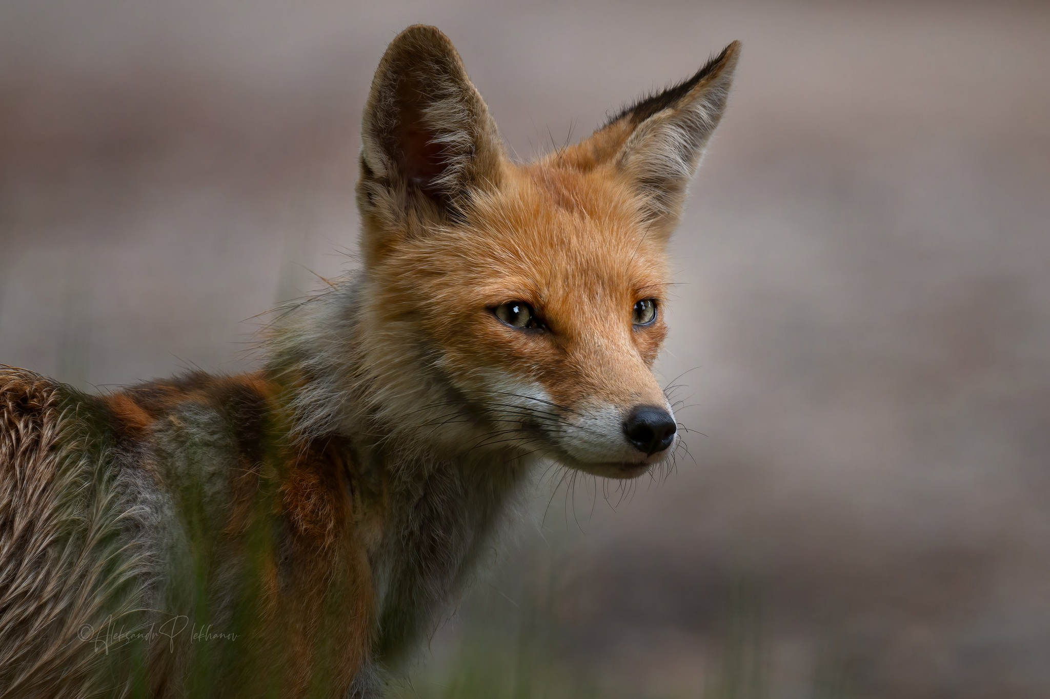 Fox family - Fox, Fox cubs, The photo, Wild animals, Predatory animals, Canines, Milota