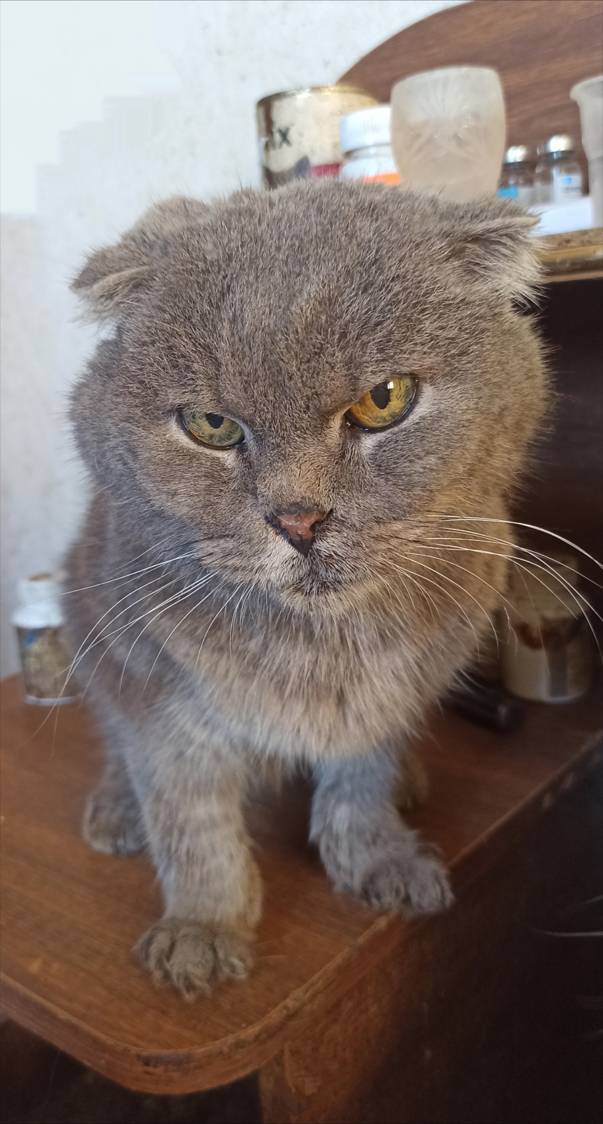 A cat from the border region came to our shelter - My, Homeless animals, Shelter, Overexposure, Animal Rescue, cat, Animal shelter, No rating, Volunteering, Scottish lop-eared, Charity, The rescue, Cat lovers, Fluffy, Telegram (link), Kindness, Pet the cat, Longpost