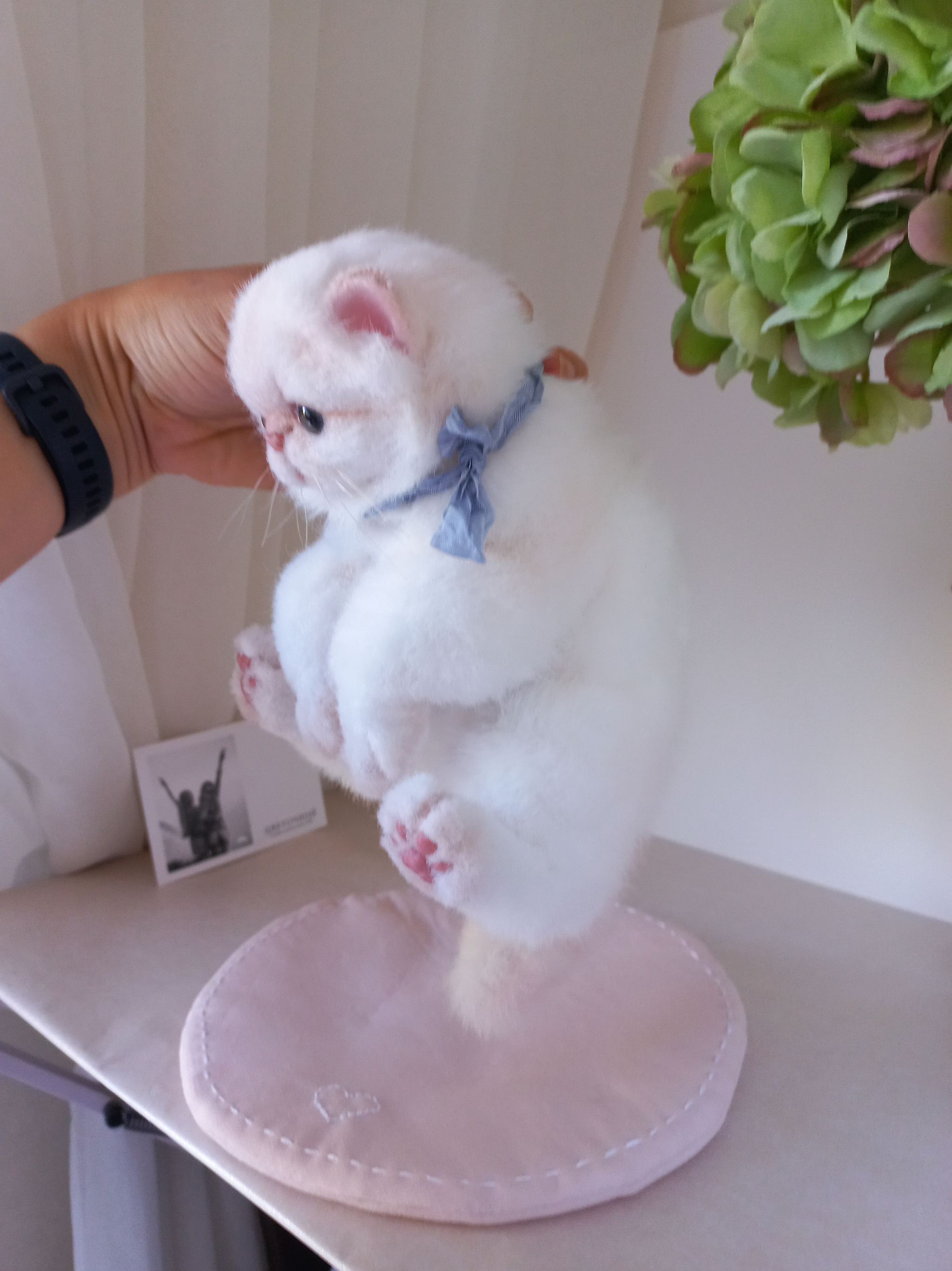 Exotic kitten toy Cassandra - My, Kittens, Milota, Exot, Persian cat, Author's toy, Video, Youtube, Longpost