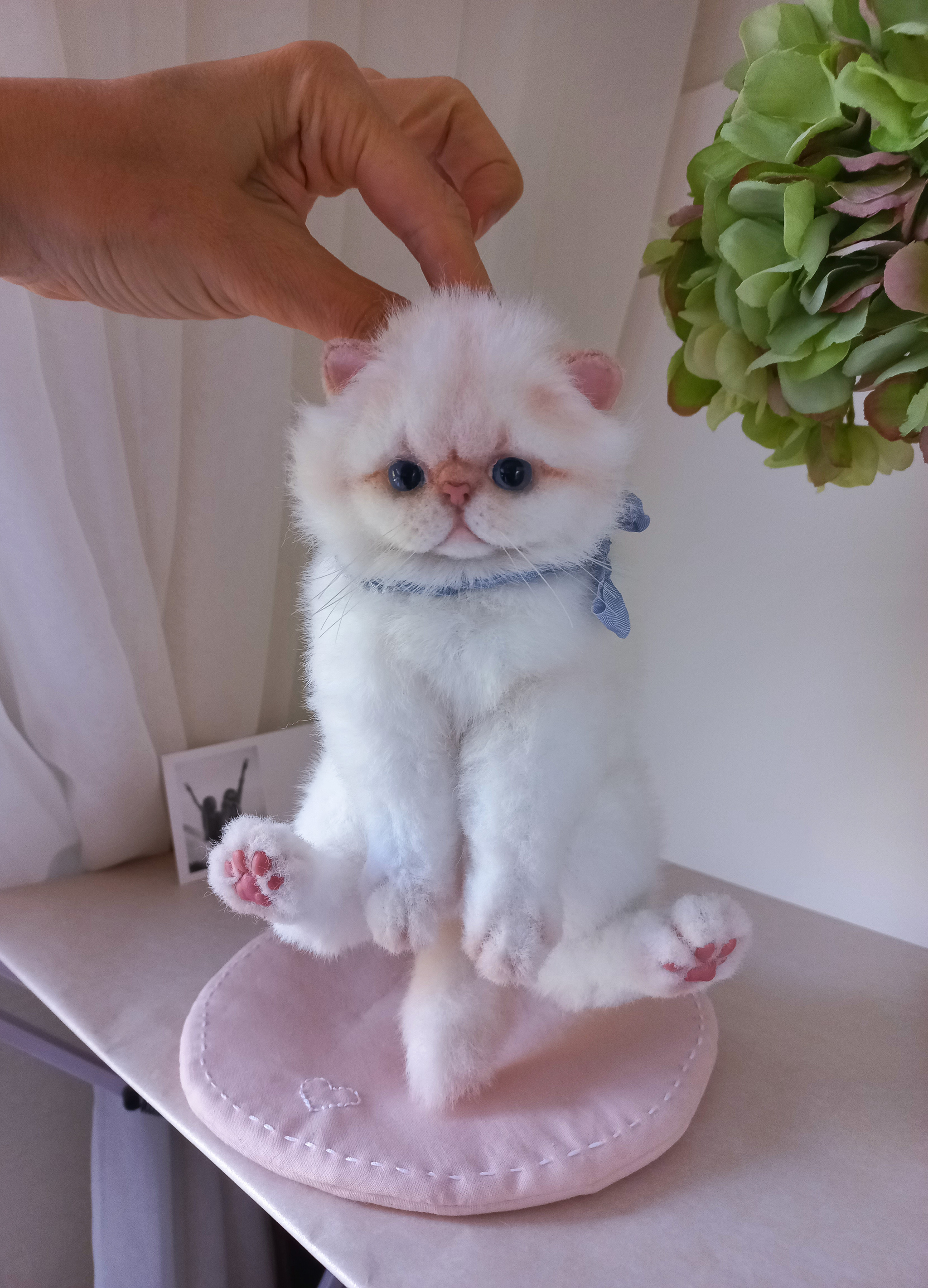 Exotic kitten toy Cassandra - My, Kittens, Milota, Exot, Persian cat, Author's toy, Video, Youtube, Longpost