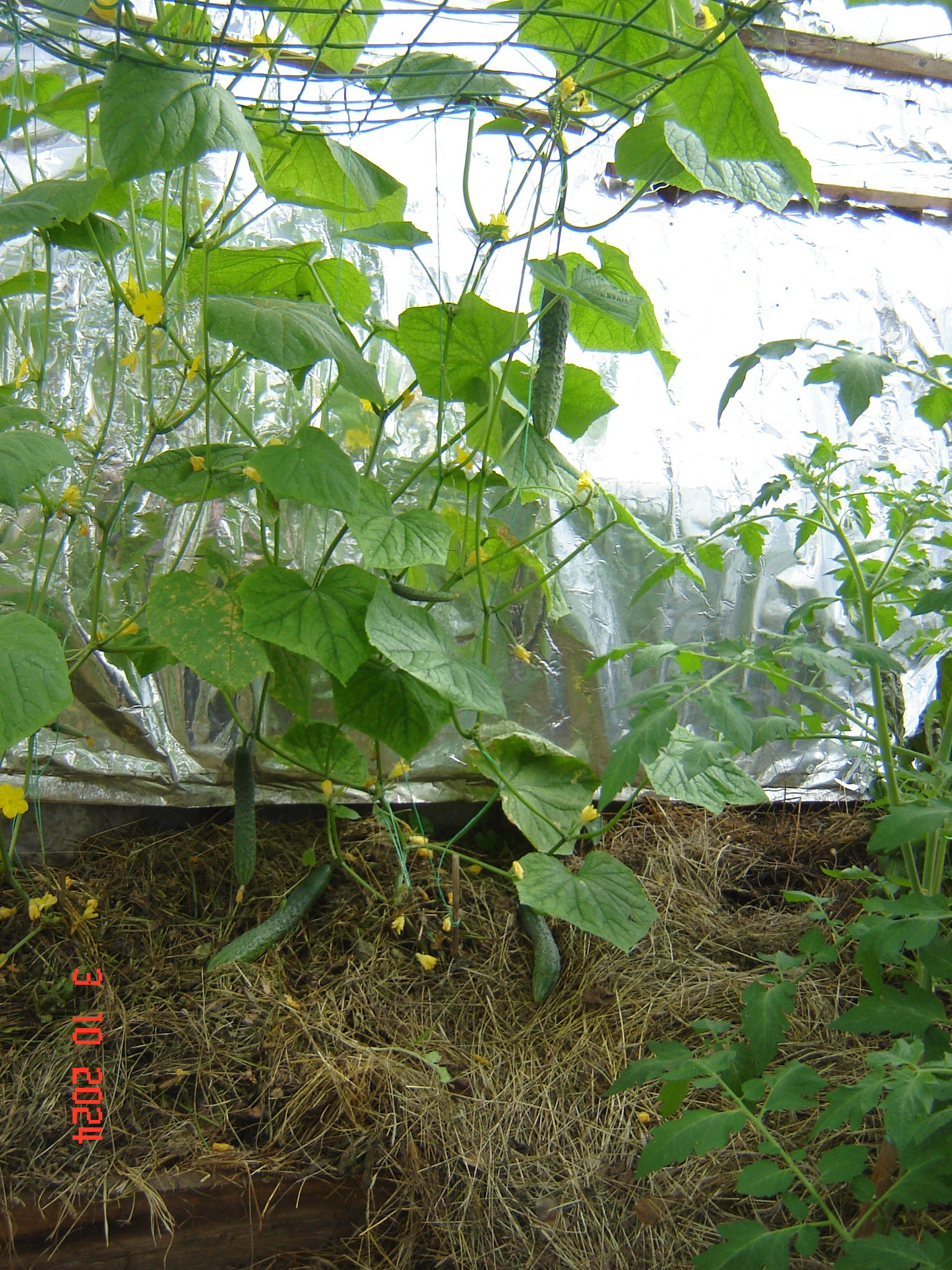 When the vegetable season continues in greenhouses in October... - Краснодарский Край, Underground greenhouse, Cucumbers, Krasnodar, Longpost