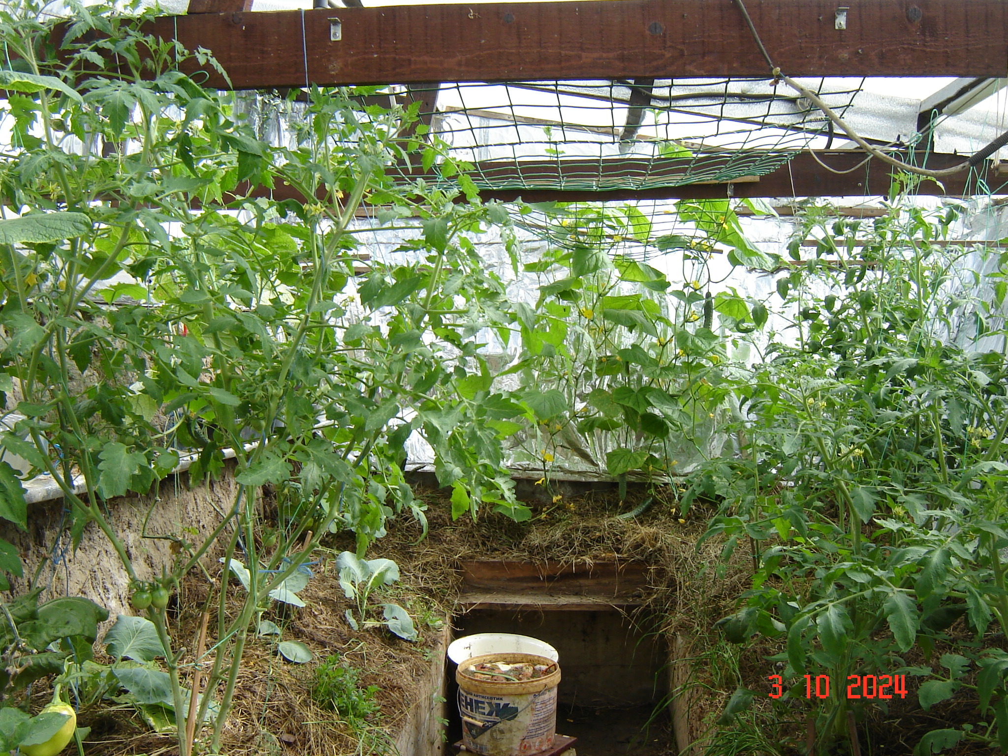 When the vegetable season continues in greenhouses in October... - Краснодарский Край, Underground greenhouse, Cucumbers, Krasnodar, Longpost