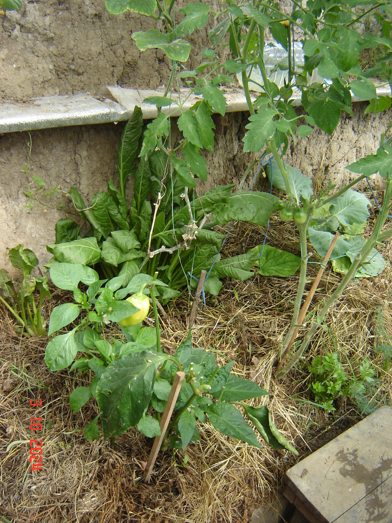 When the vegetable season continues in greenhouses in October... - Краснодарский Край, Underground greenhouse, Cucumbers, Krasnodar, Longpost