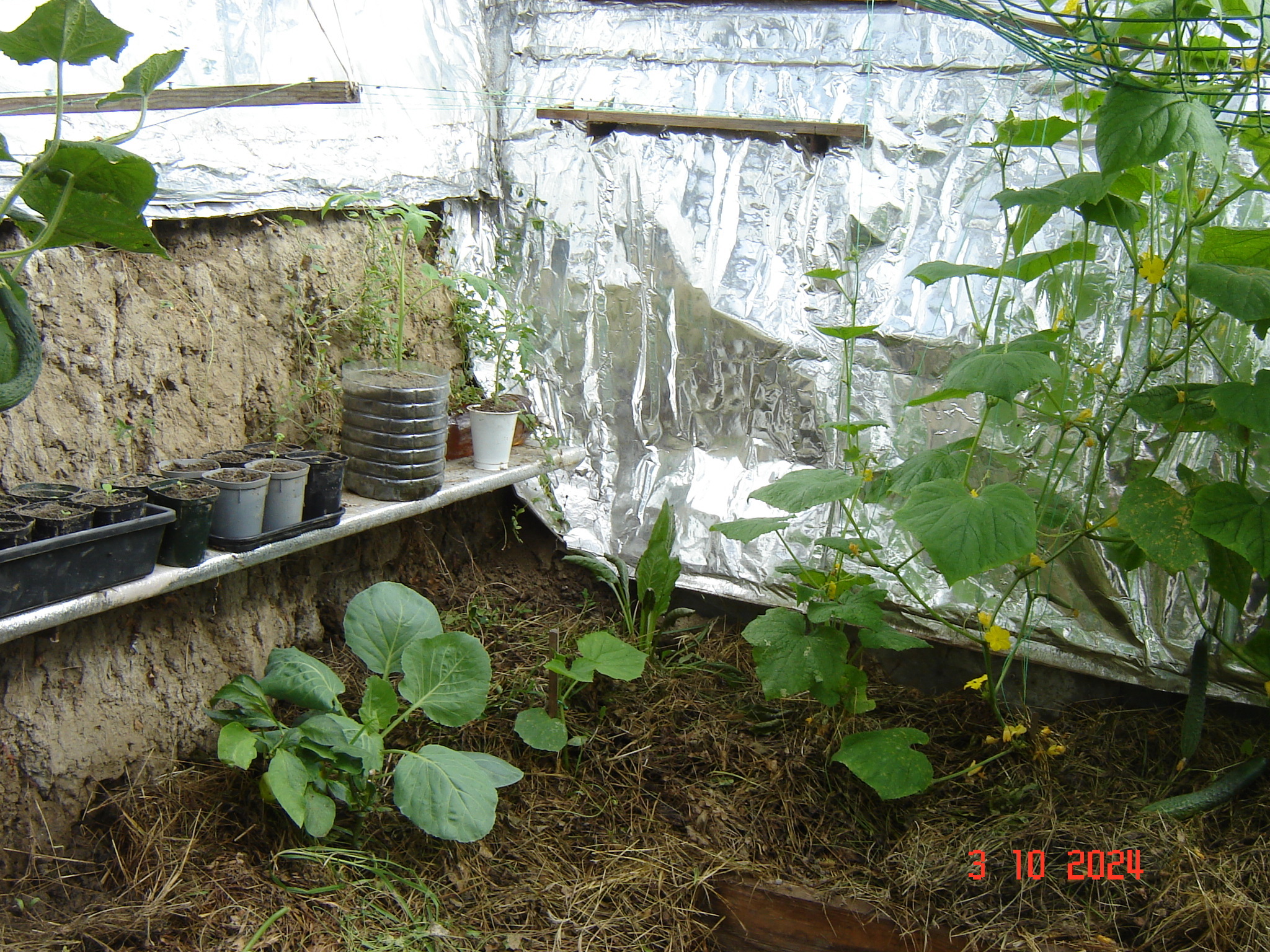 When the vegetable season continues in greenhouses in October... - Краснодарский Край, Underground greenhouse, Cucumbers, Krasnodar, Longpost