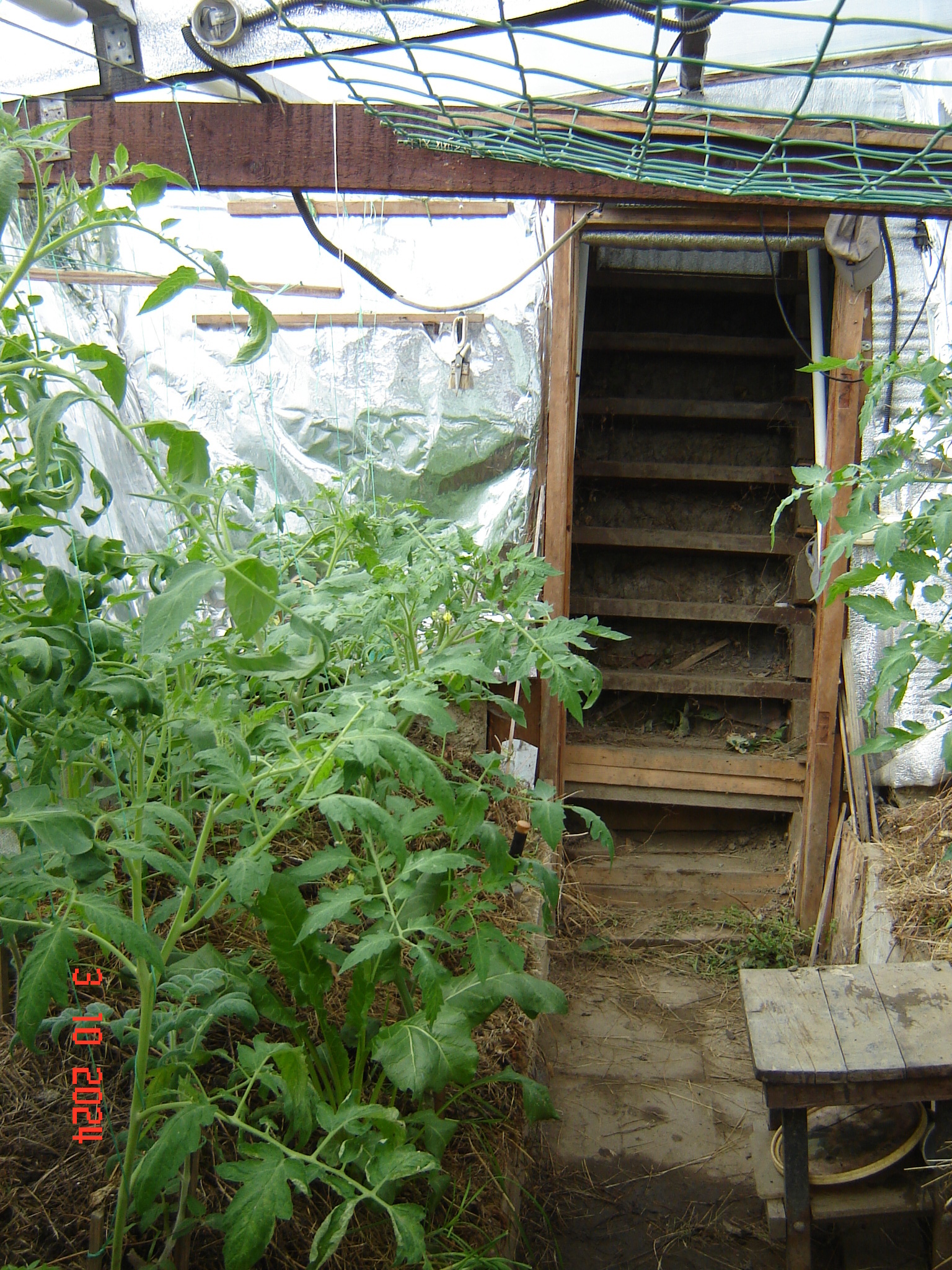 When the vegetable season continues in greenhouses in October... - Краснодарский Край, Underground greenhouse, Cucumbers, Krasnodar, Longpost