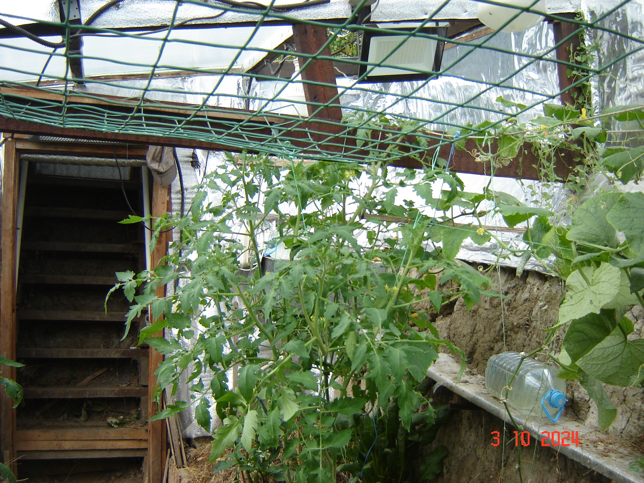 When the vegetable season continues in greenhouses in October... - Краснодарский Край, Underground greenhouse, Cucumbers, Krasnodar, Longpost