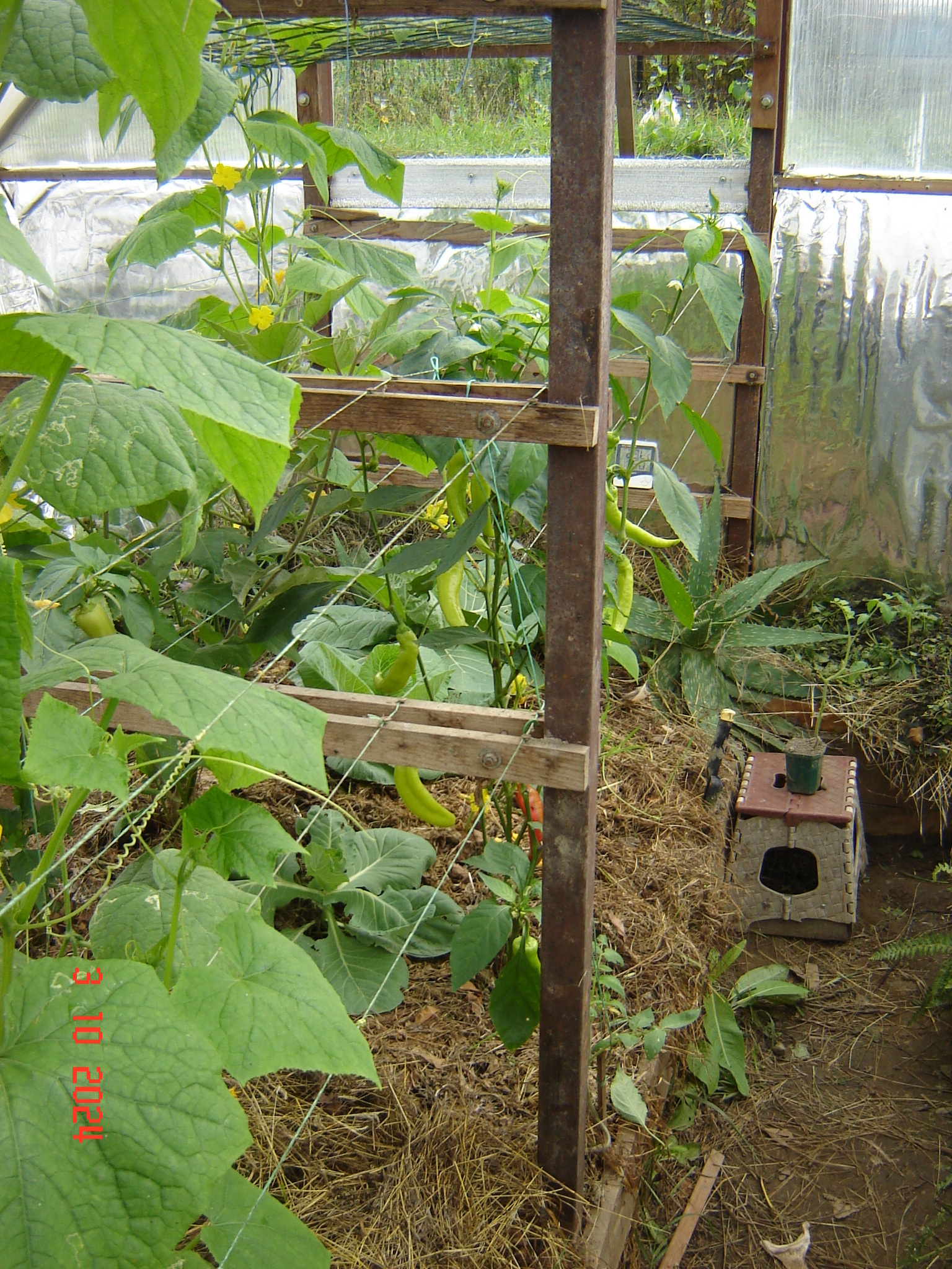 When the vegetable season continues in greenhouses in October... - Краснодарский Край, Underground greenhouse, Cucumbers, Krasnodar, Longpost