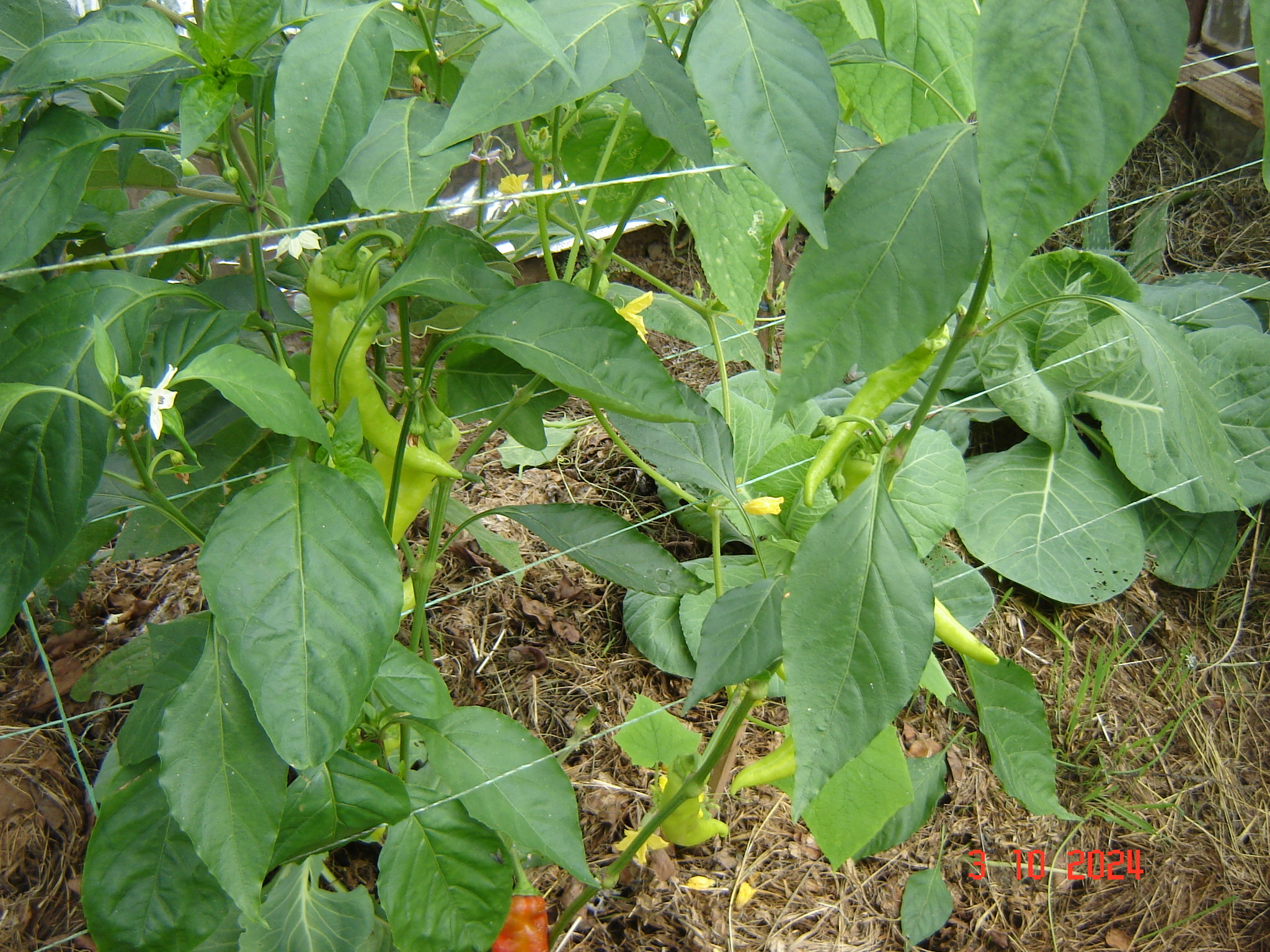 When the vegetable season continues in greenhouses in October... - Краснодарский Край, Underground greenhouse, Cucumbers, Krasnodar, Longpost