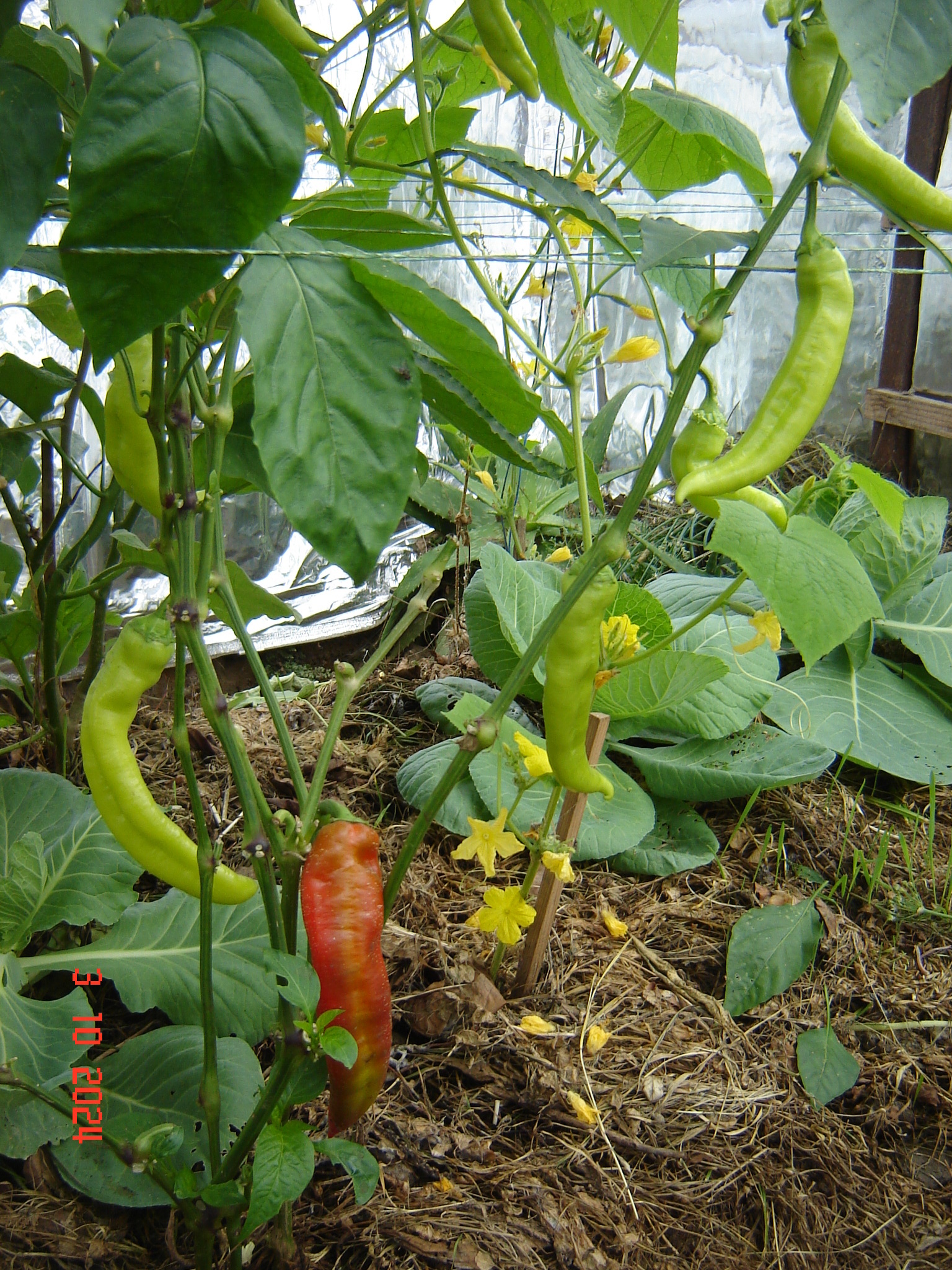 When the vegetable season continues in greenhouses in October... - Краснодарский Край, Underground greenhouse, Cucumbers, Krasnodar, Longpost