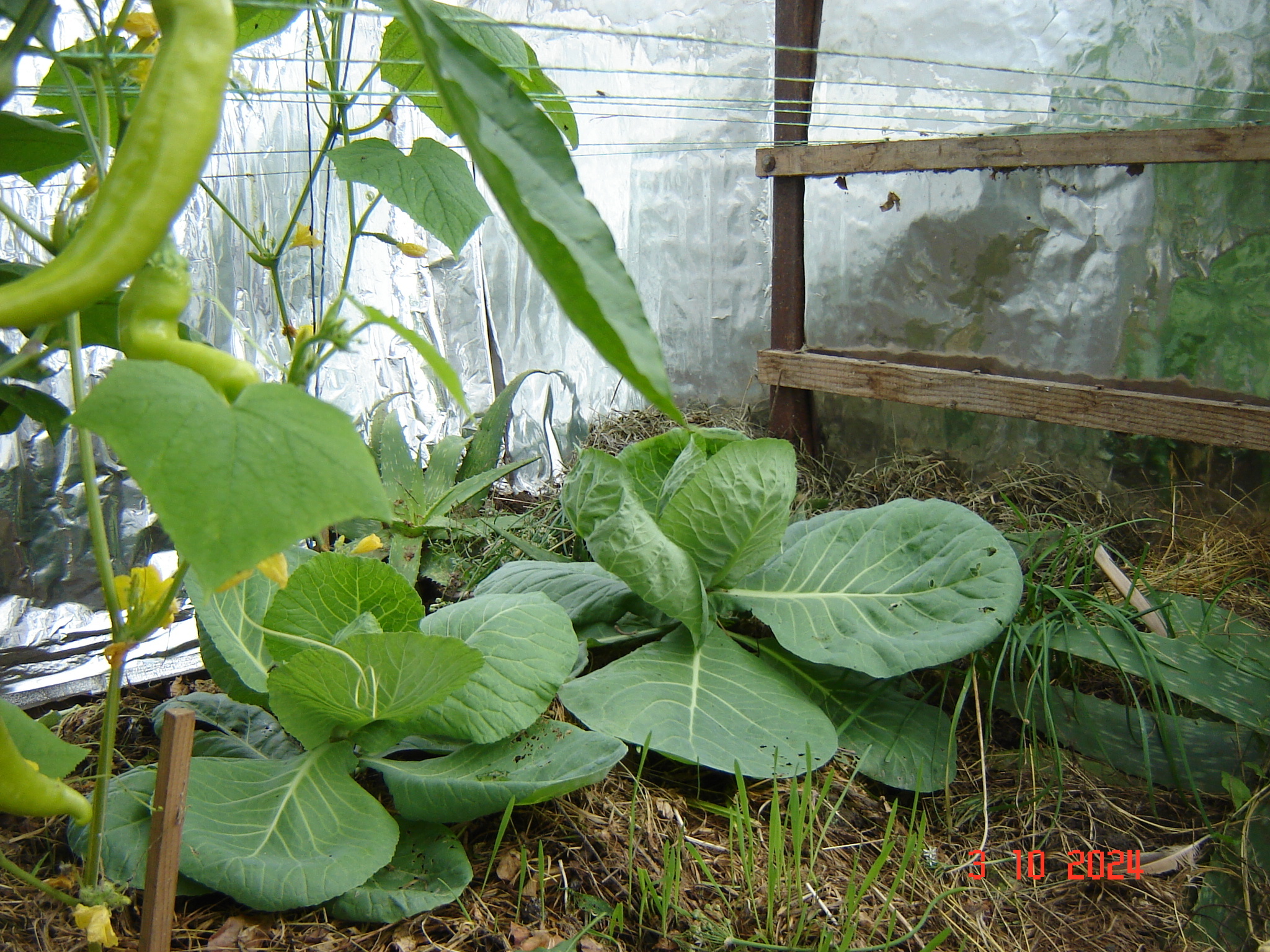 When the vegetable season continues in greenhouses in October... - Краснодарский Край, Underground greenhouse, Cucumbers, Krasnodar, Longpost