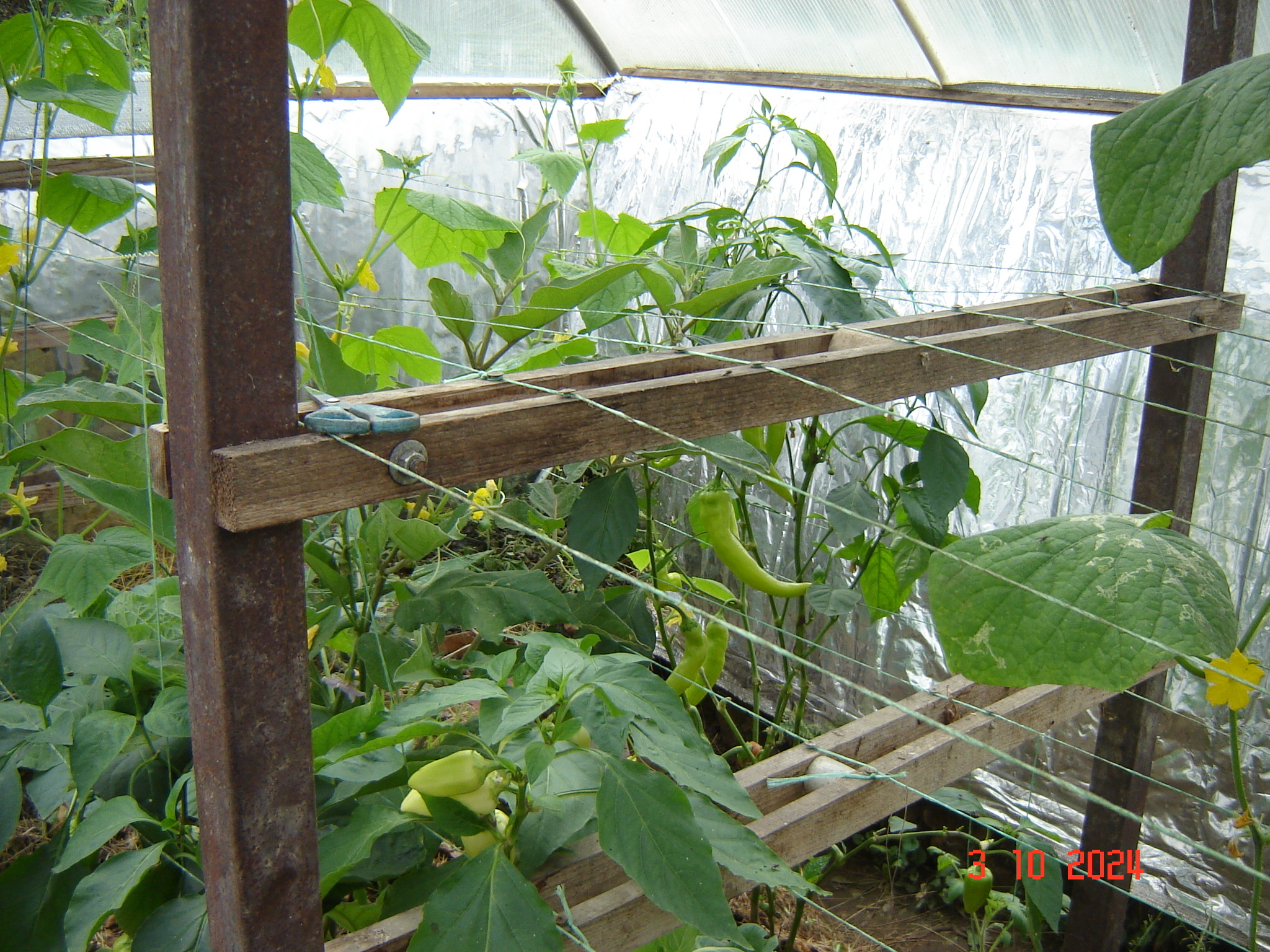 When the vegetable season continues in greenhouses in October... - Краснодарский Край, Underground greenhouse, Cucumbers, Krasnodar, Longpost