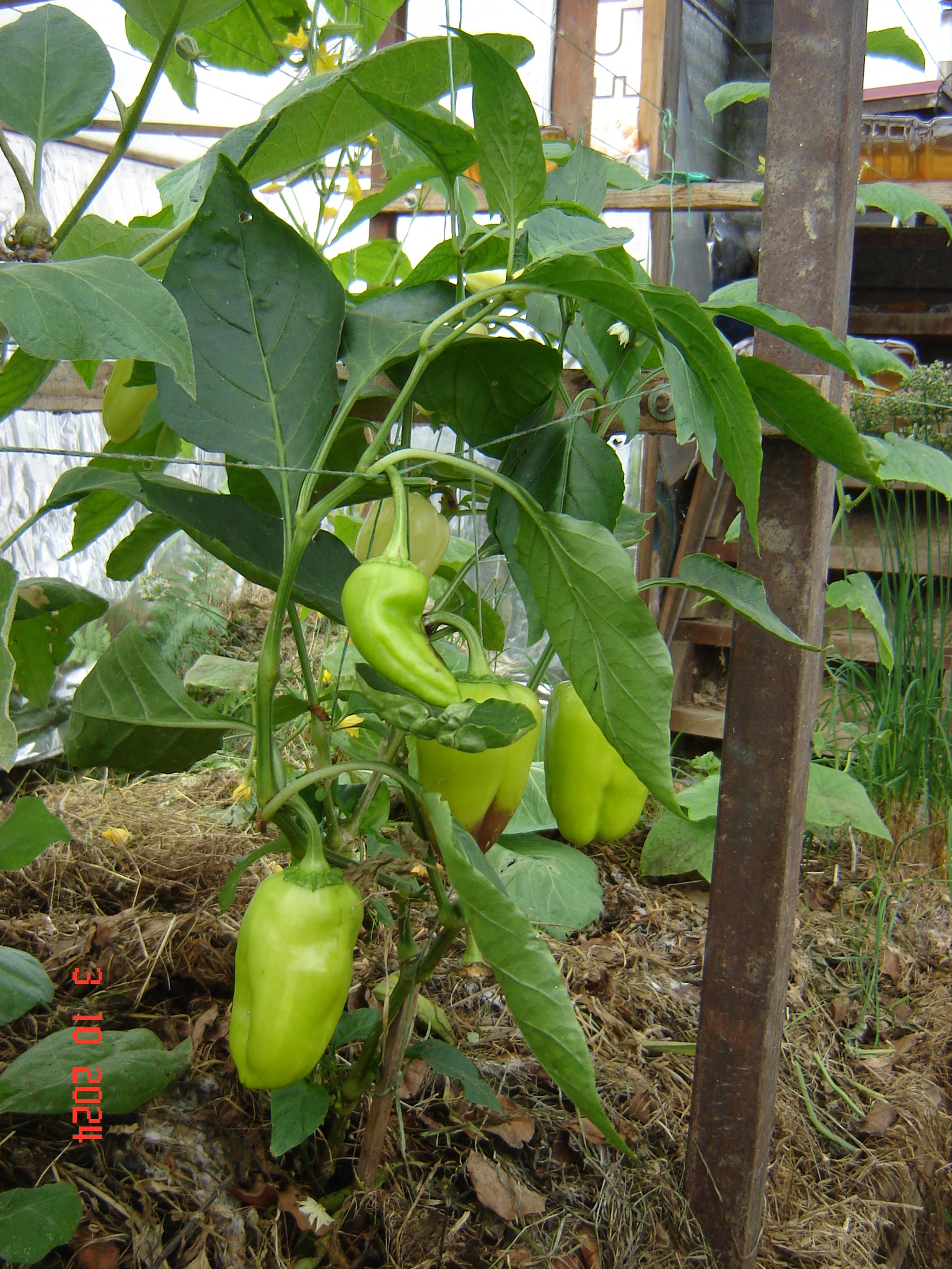 When the vegetable season continues in greenhouses in October... - Краснодарский Край, Underground greenhouse, Cucumbers, Krasnodar, Longpost