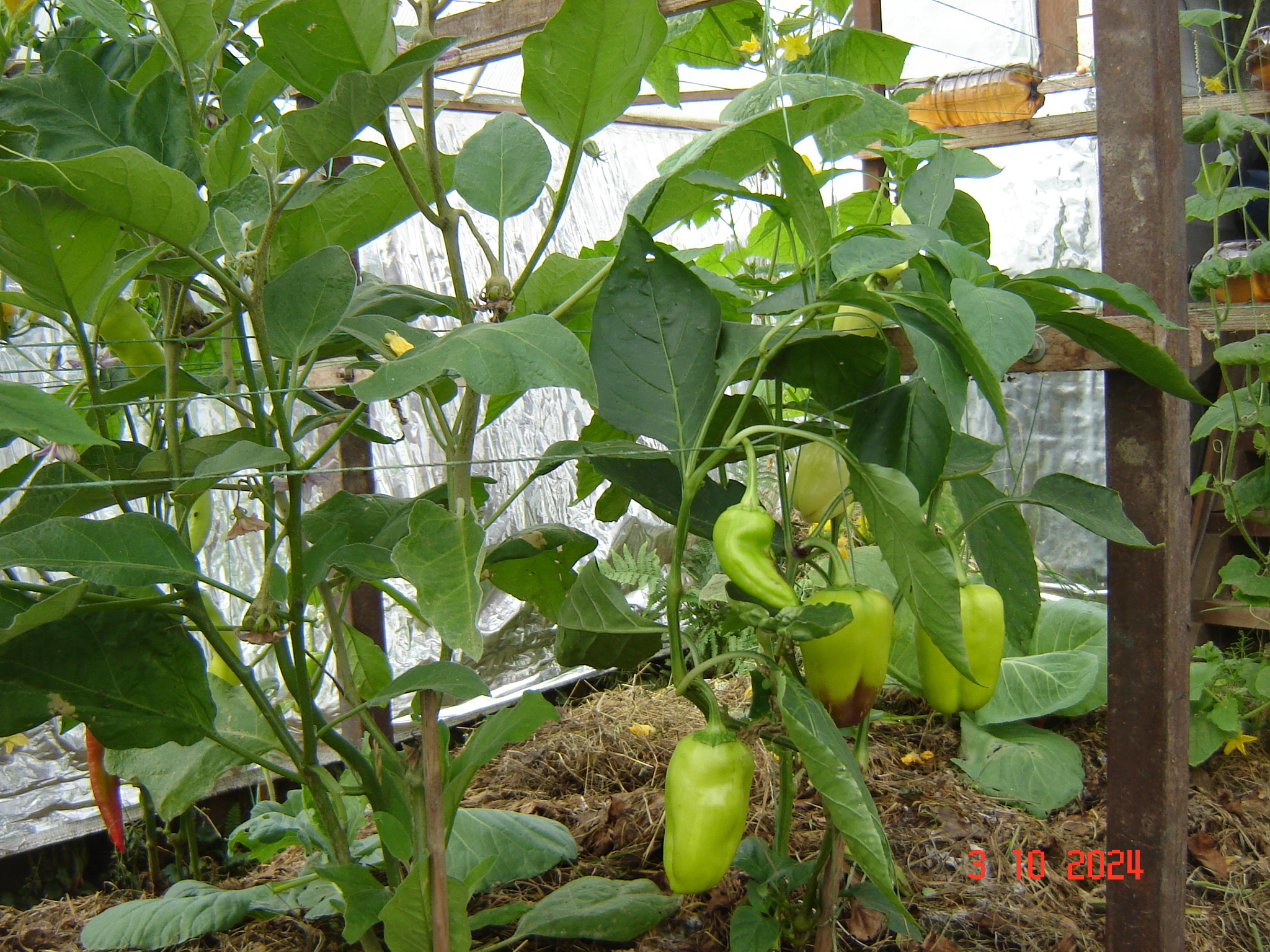 When the vegetable season continues in greenhouses in October... - Краснодарский Край, Underground greenhouse, Cucumbers, Krasnodar, Longpost