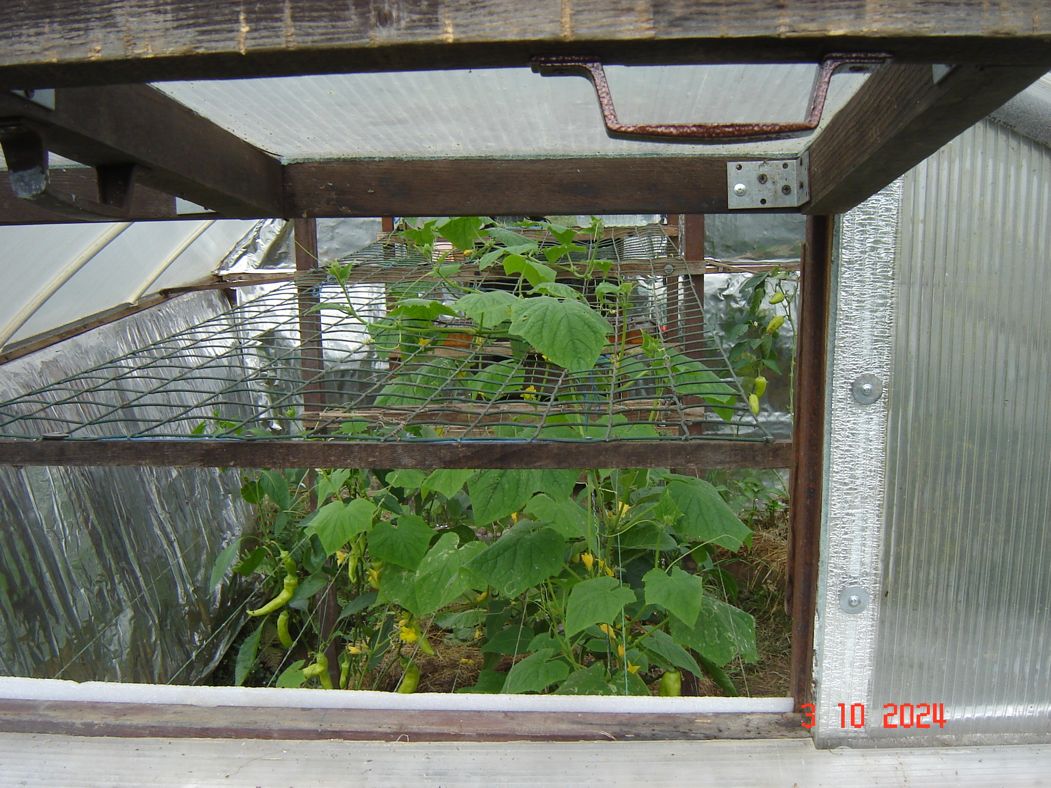 When the vegetable season continues in greenhouses in October... - Краснодарский Край, Underground greenhouse, Cucumbers, Krasnodar, Longpost