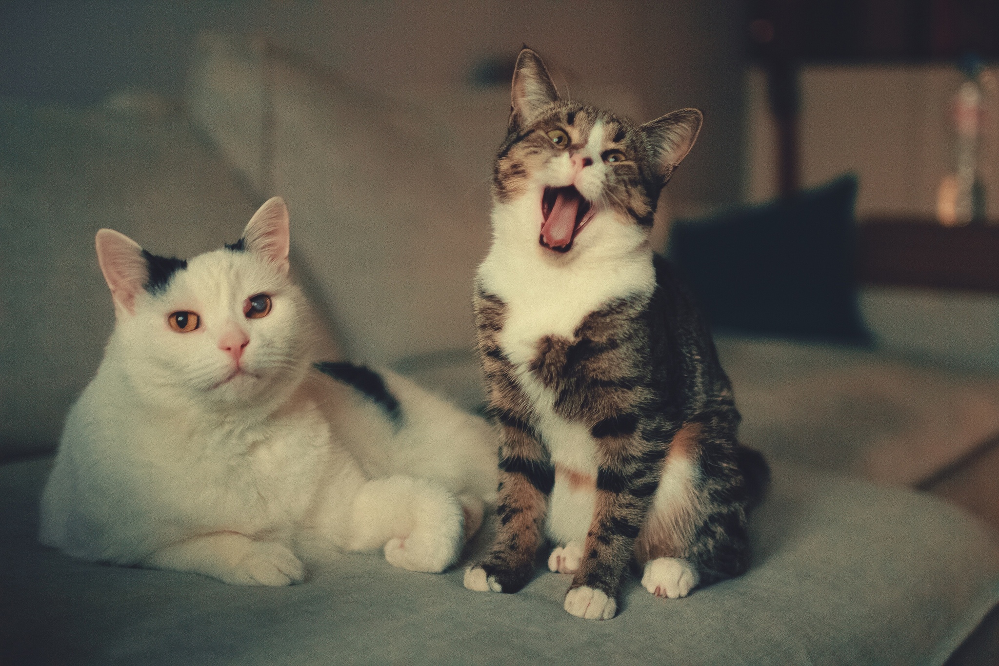 Me and my moron friend - My, cat, Yawn