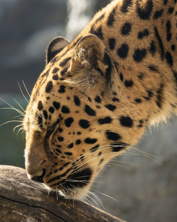 The beauty of the leopard - Far Eastern leopard, Miser, Moscow Zoo, The photo, Wild animals, Cat family, Predatory animals, Big cats, Leopard, Telegram (link)