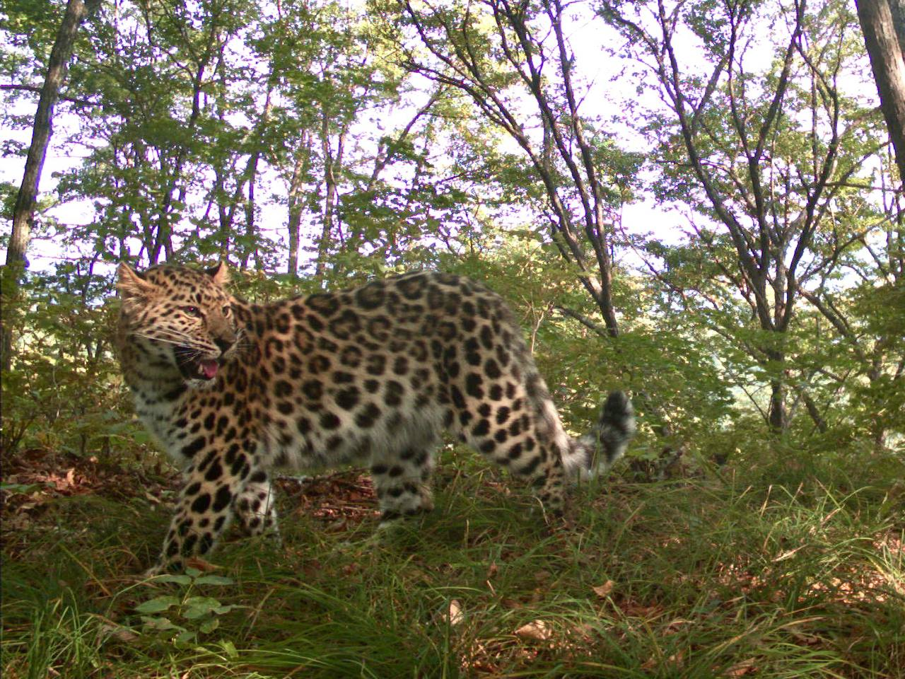 Gorgeous kitty - Far Eastern leopard, National park, Land of the Leopard, Leopard, Primorsky Krai, Wild animals, wildlife, Big cats, Cat family, Predatory animals, The photo, Phototrap, Telegram (link), Longpost