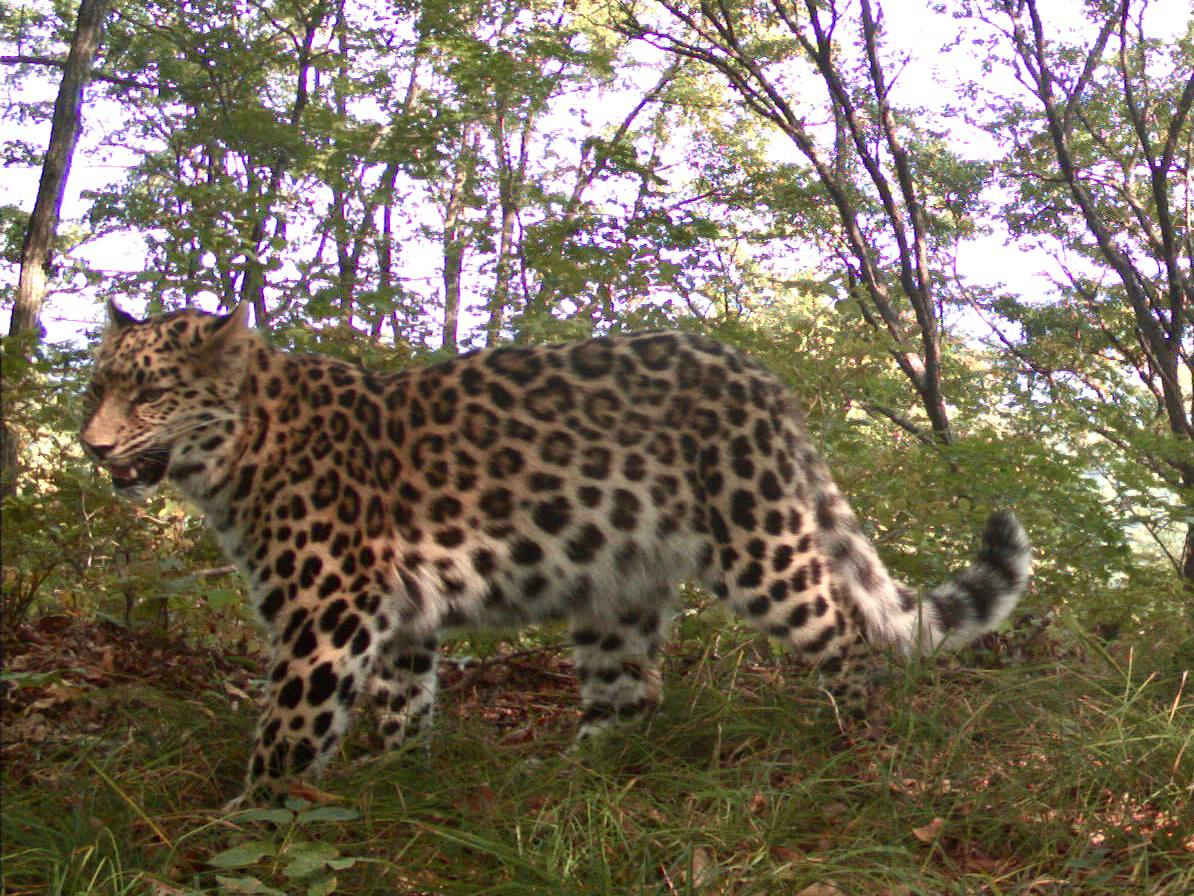 Gorgeous kitty - Far Eastern leopard, National park, Land of the Leopard, Leopard, Primorsky Krai, Wild animals, wildlife, Big cats, Cat family, Predatory animals, The photo, Phototrap, Telegram (link), Longpost