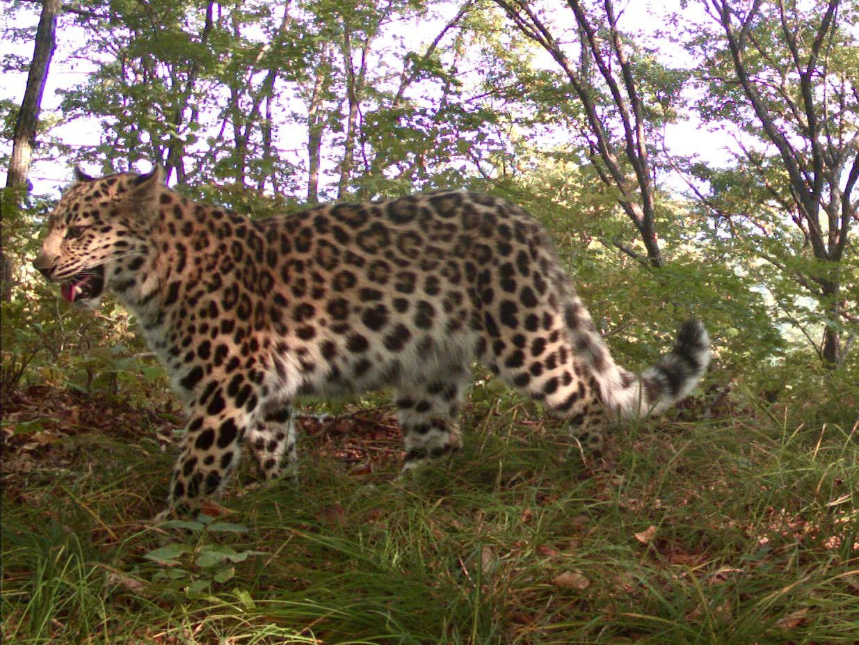 Gorgeous kitty - Far Eastern leopard, National park, Land of the Leopard, Leopard, Primorsky Krai, Wild animals, wildlife, Big cats, Cat family, Predatory animals, The photo, Phototrap, Telegram (link), Longpost